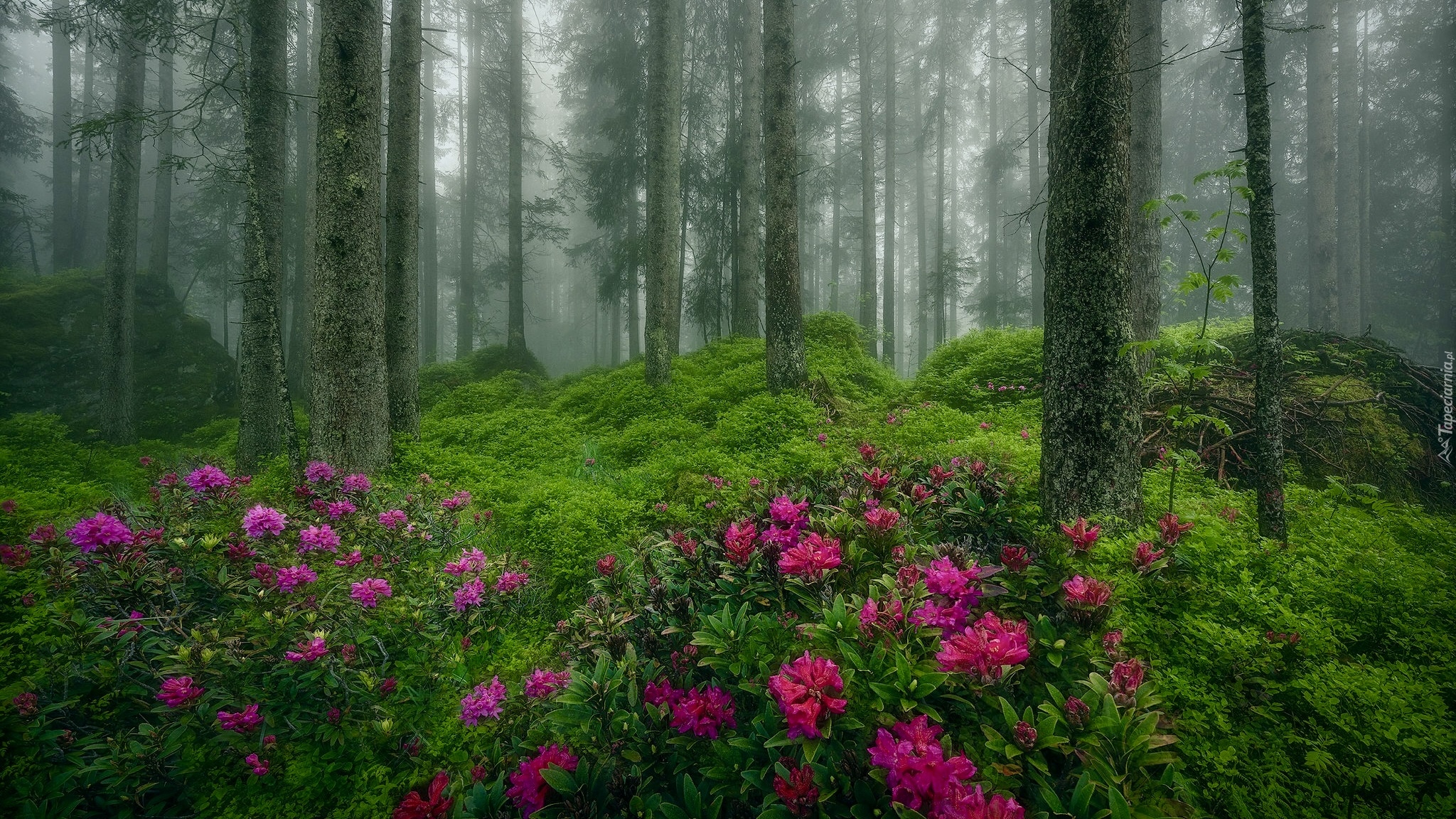 Las, Drzewa, Mgła, Krzewy, Kwiaty, Rododendrony, Różanecznik