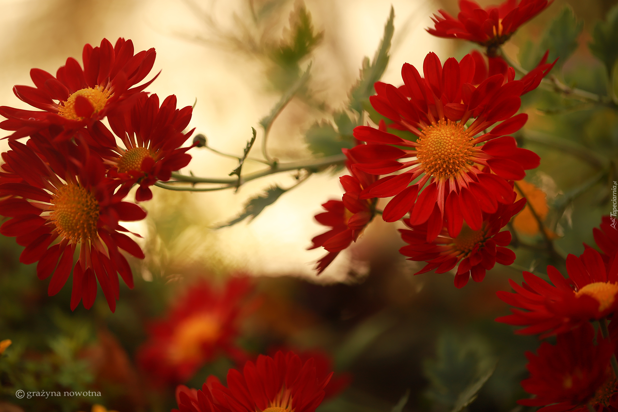 Czerwone, Kwiaty, Chryzantemy