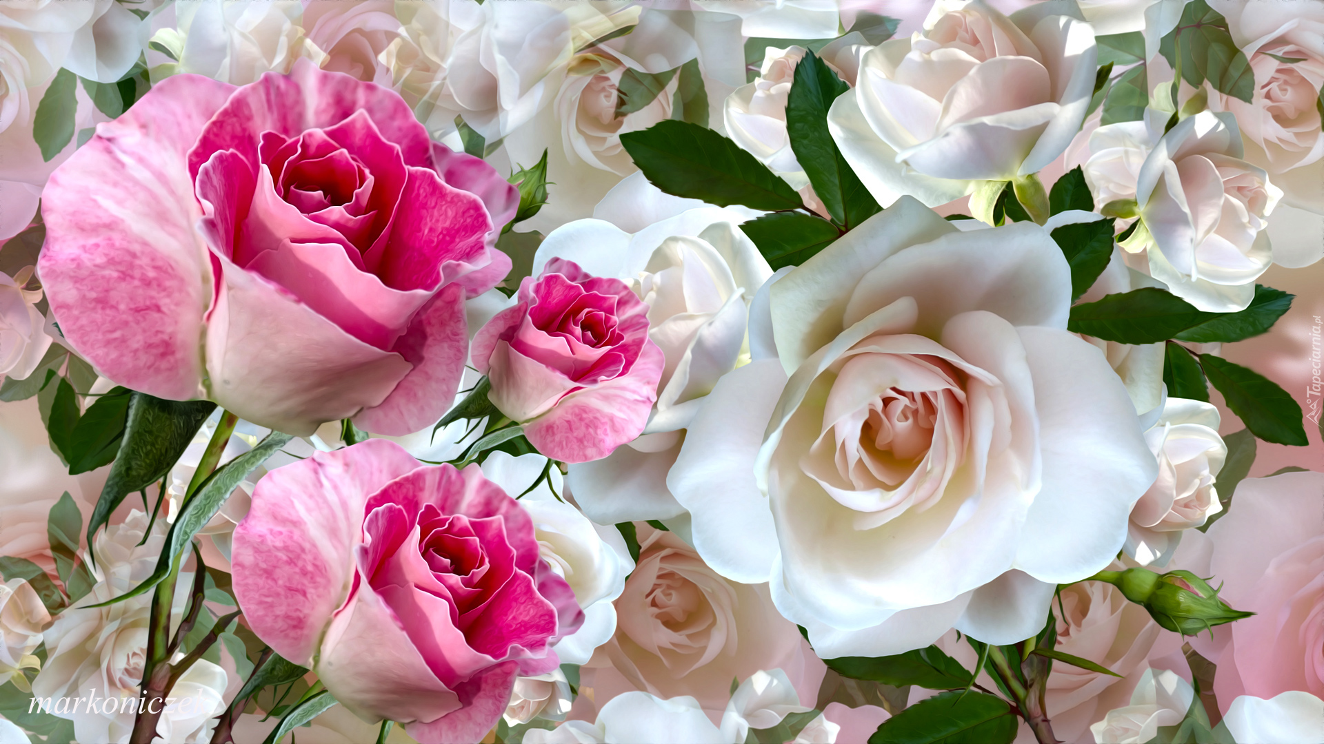 Kwiaty, Białe, Różowe, Róże, Grafika