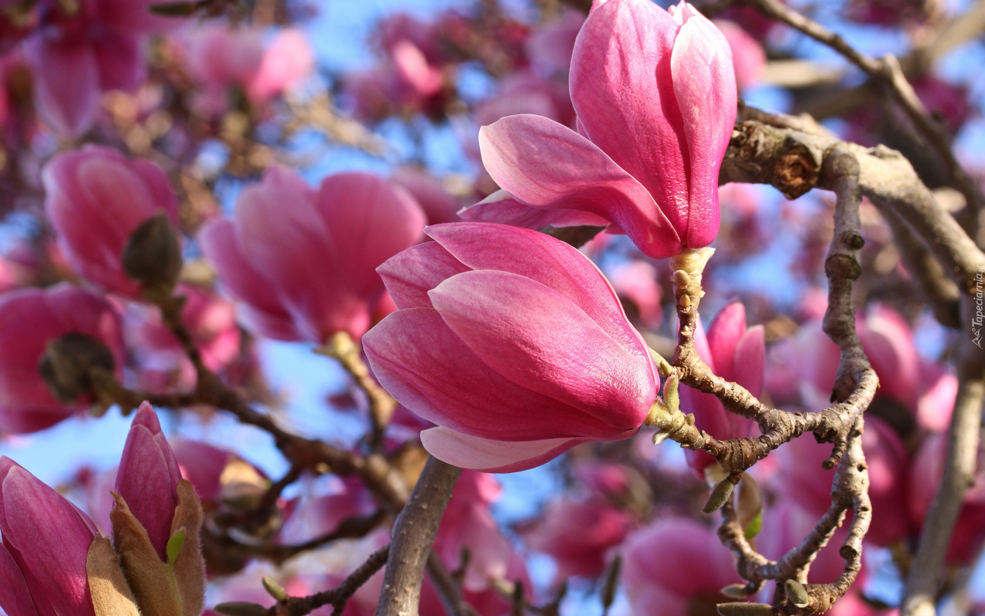 Magnolia, Różowe, Kwiaty, Gałązki, Zbliżenie