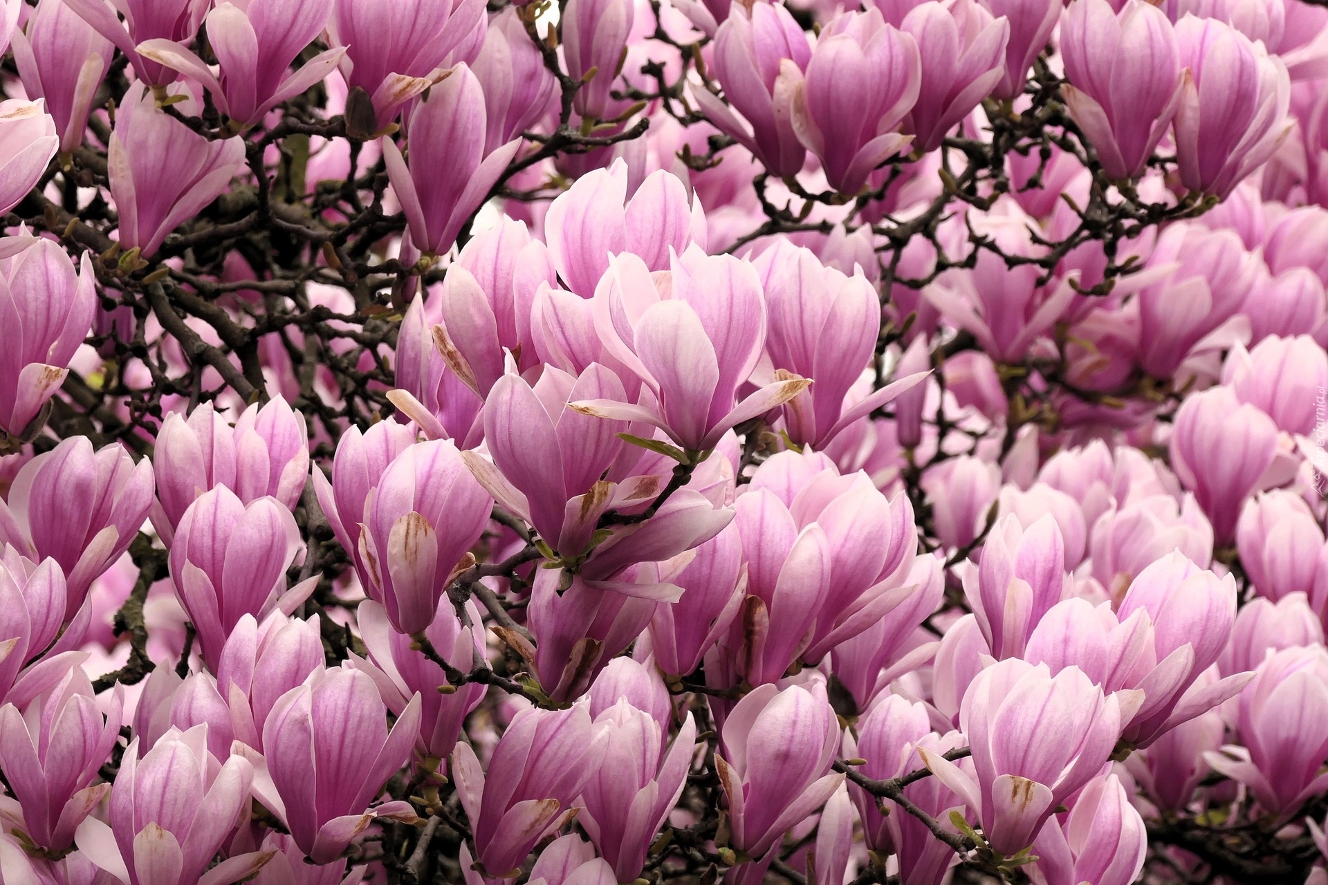 Kwiaty, Magnolia, Różowe