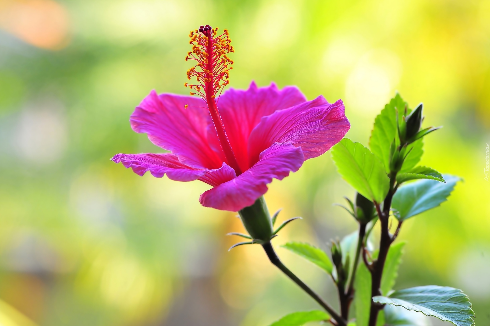 Różowy, Hibiskus, Ketmia