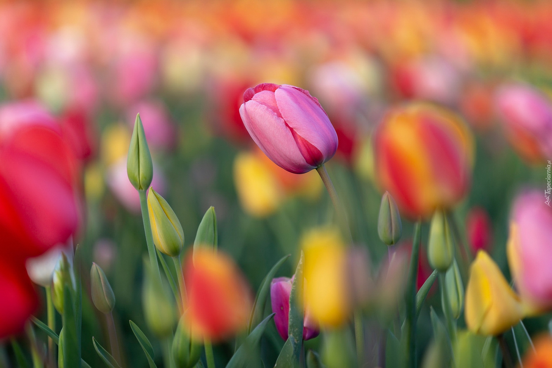 Kwiaty, Kolorowe, Tulipany, Różowy, Tulipan, Pąki