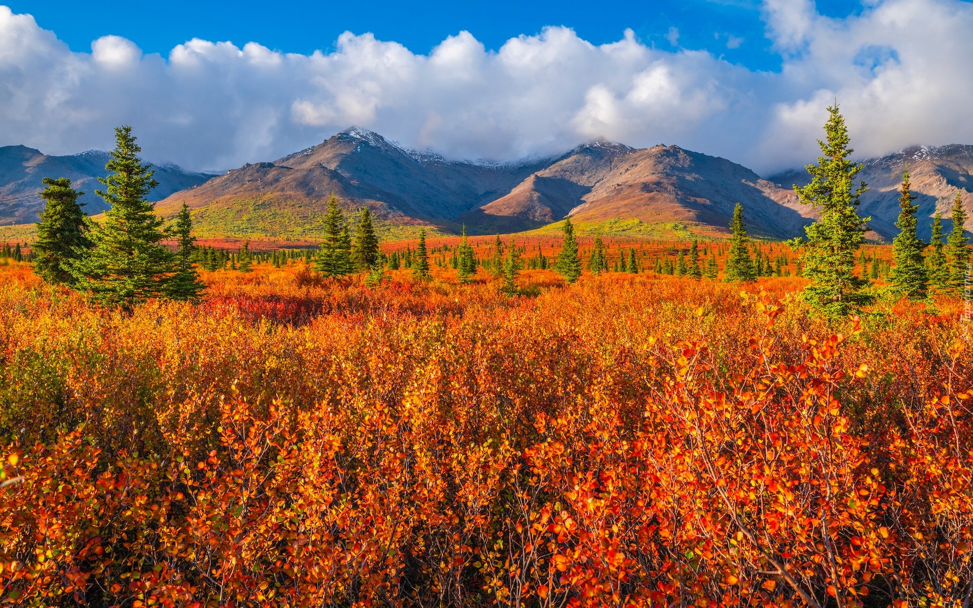 Stany Zjednoczone, Alaska, Park Narodowy Denali, Góry, Drzewa, Jesień, Roślinność