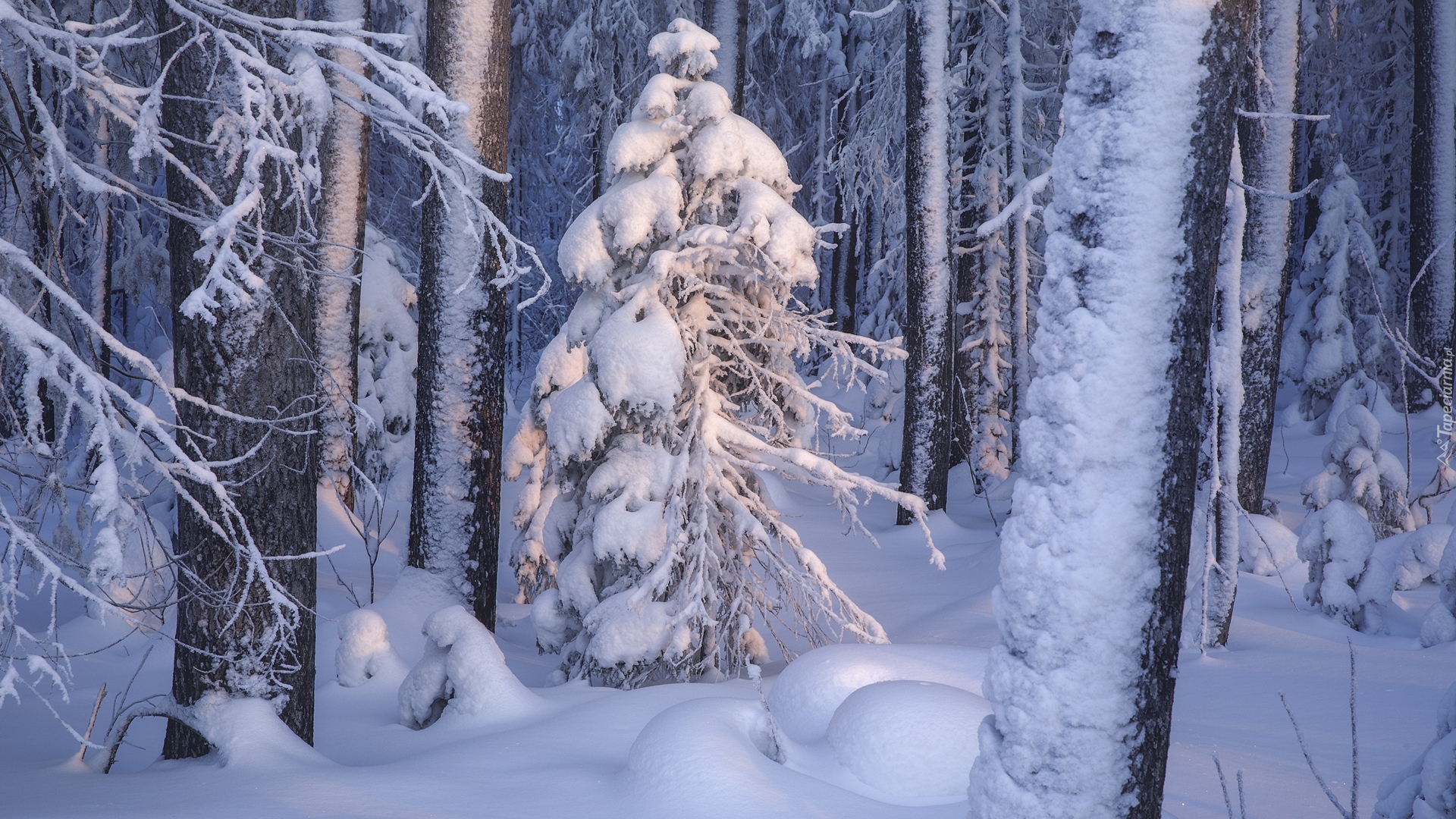 Las, Śnieg, Zima, Ośnieżone, Drzewa
