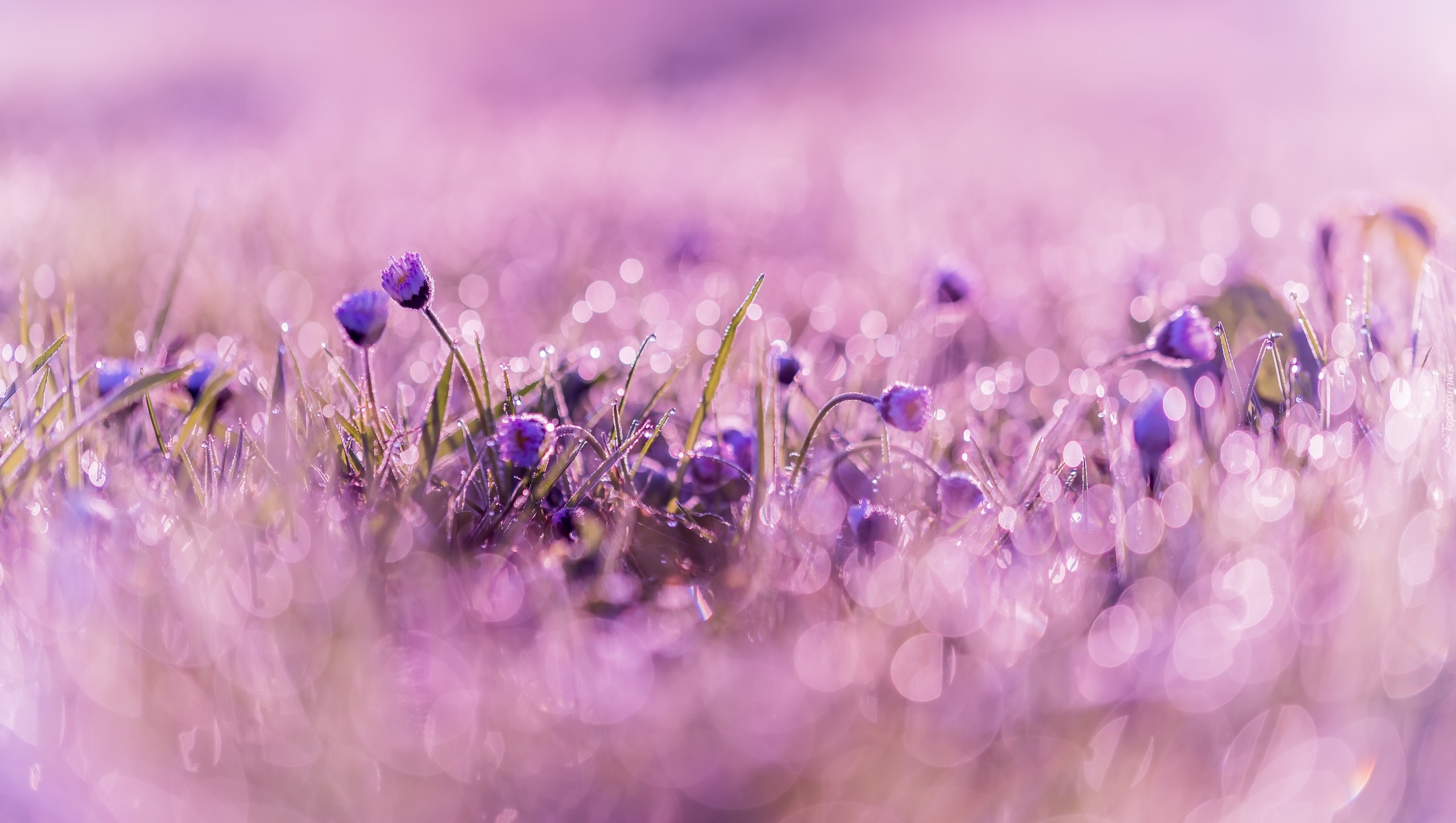 Stokrotki, Rozmycie, Bokeh