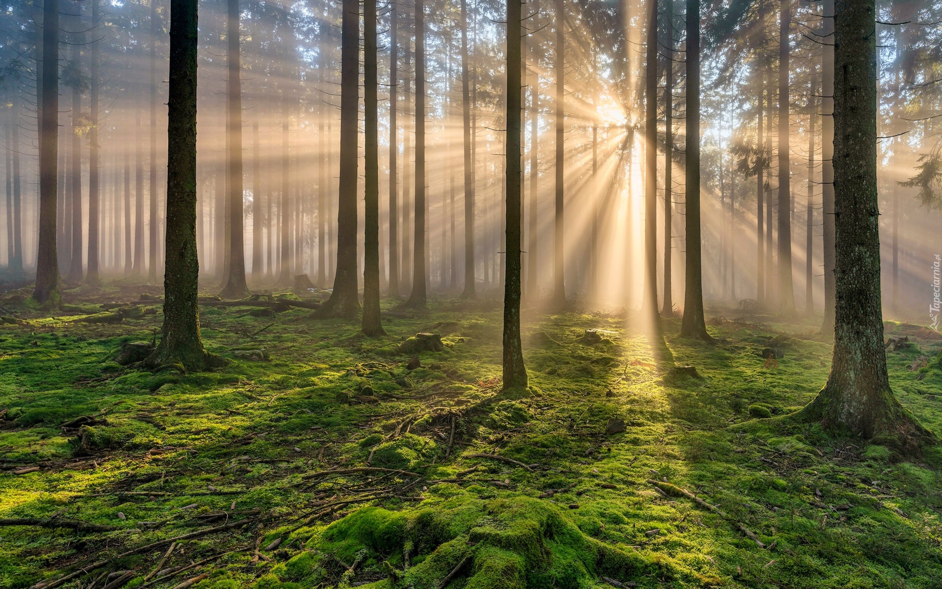 Las, Drzewa, Przebijające światło, Mech