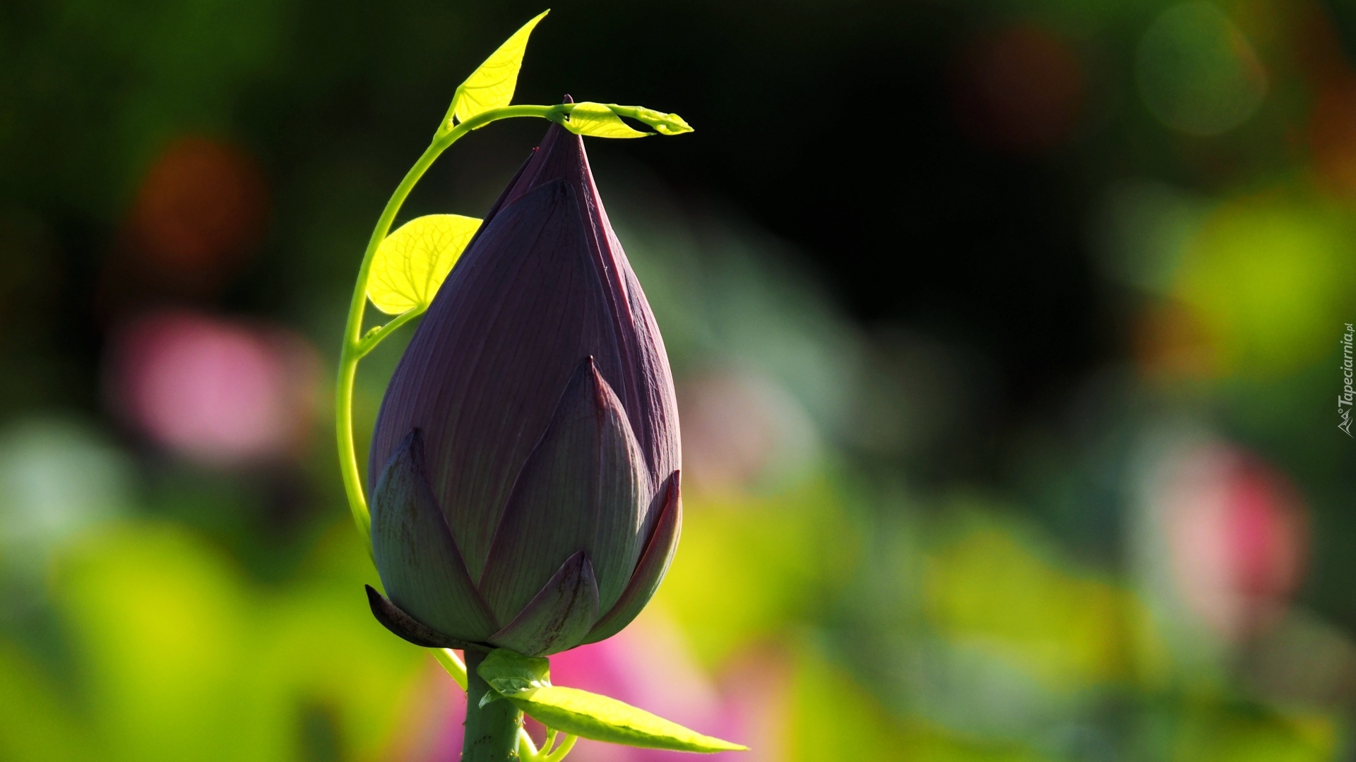 Kwiat Lotosu, Pąk