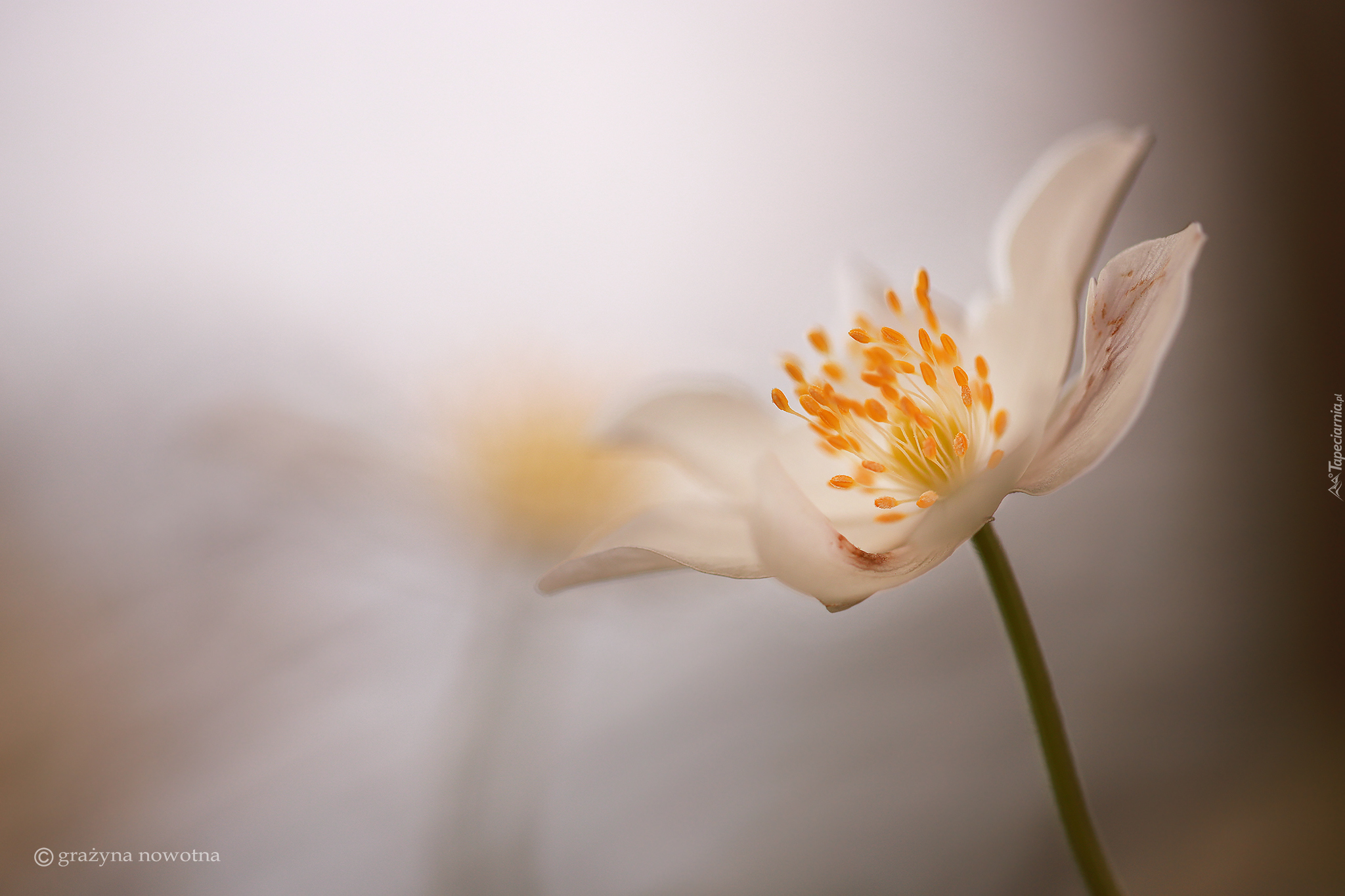 Biały, Zawilec wielkokwiatowy, Kwiat