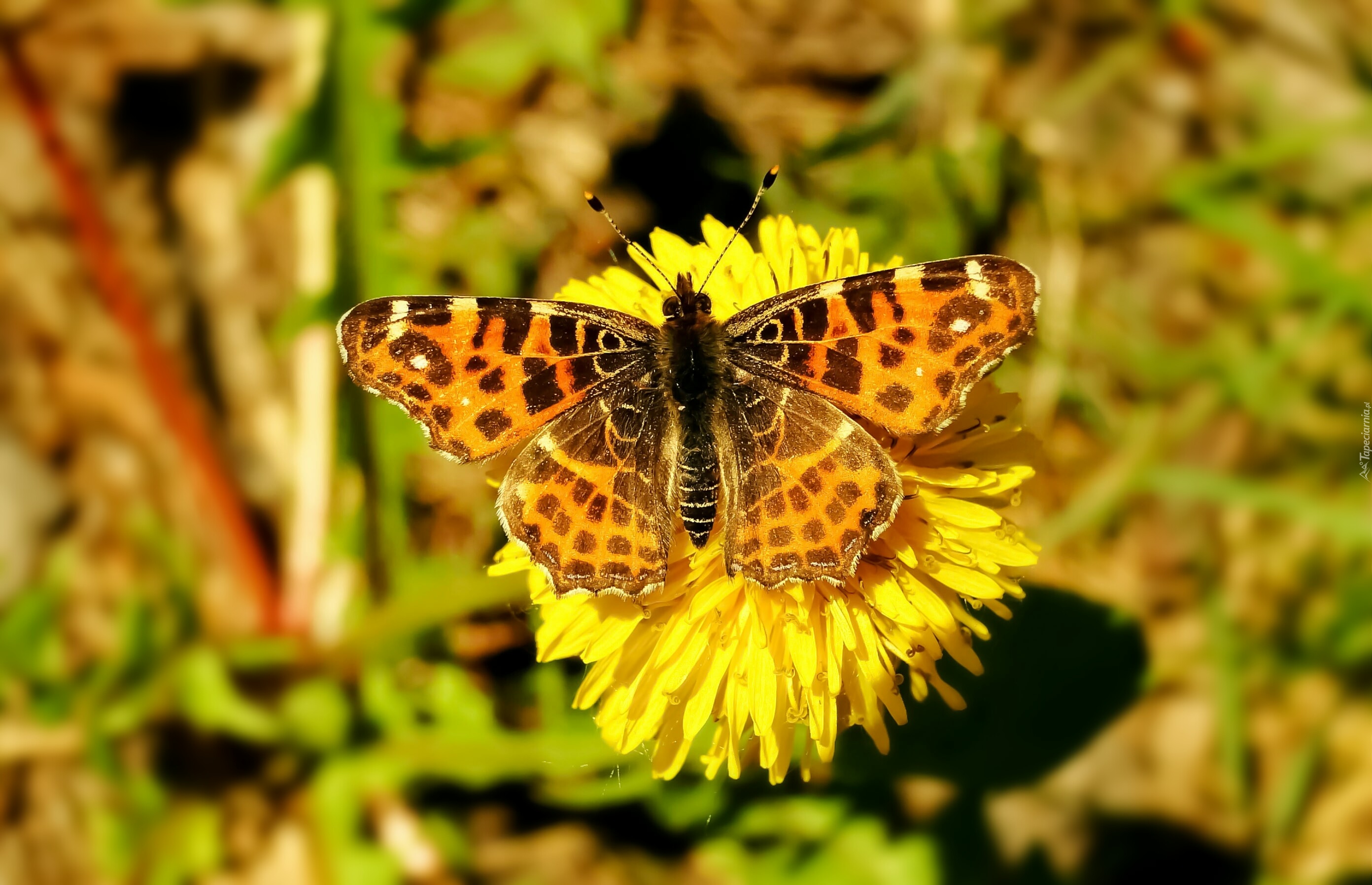 Motyl, Rusałka kratkowiec, Kwiat