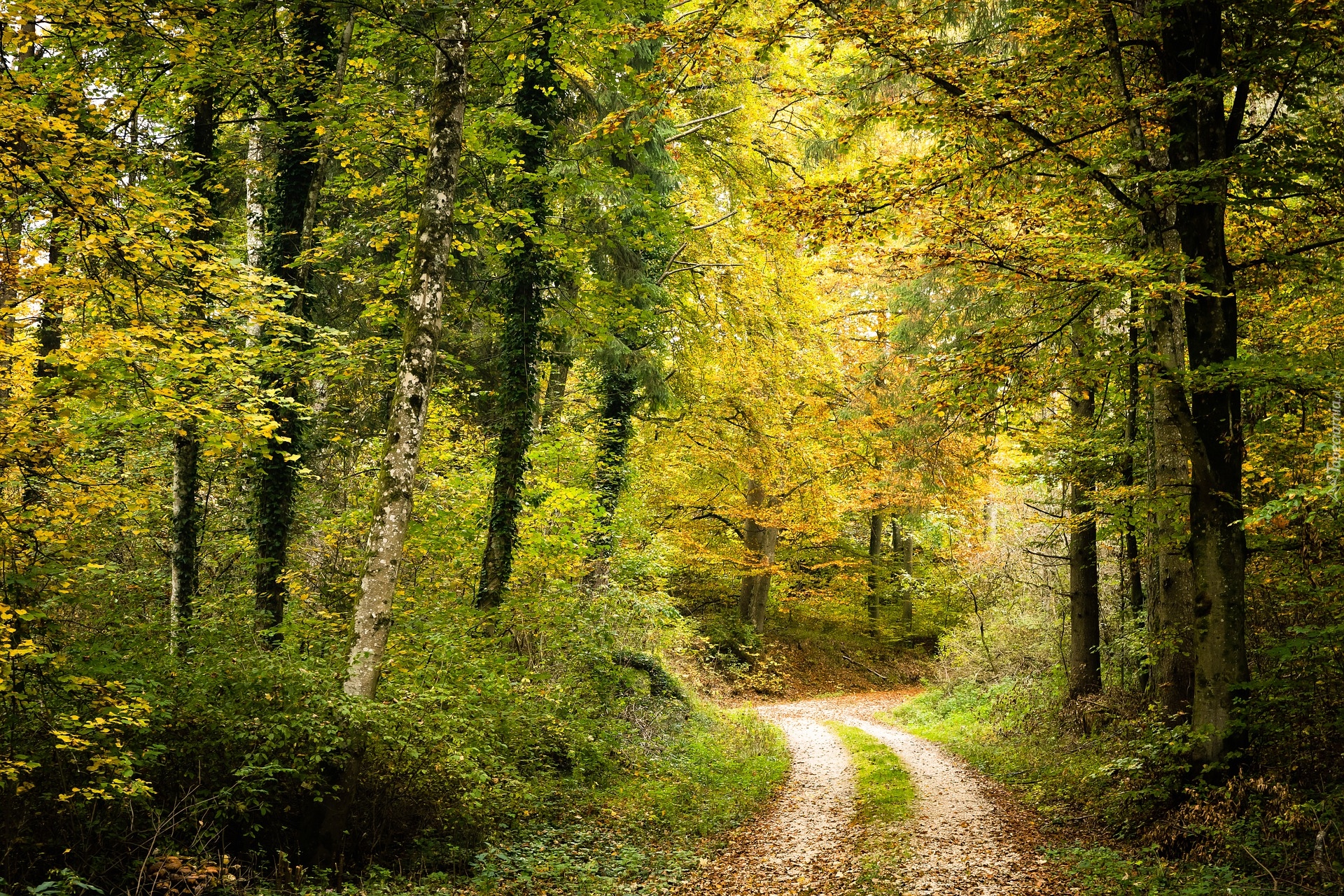 Jesień, Droga, Drzewa, Ścieżka, Las, Słoneczny, Dzień