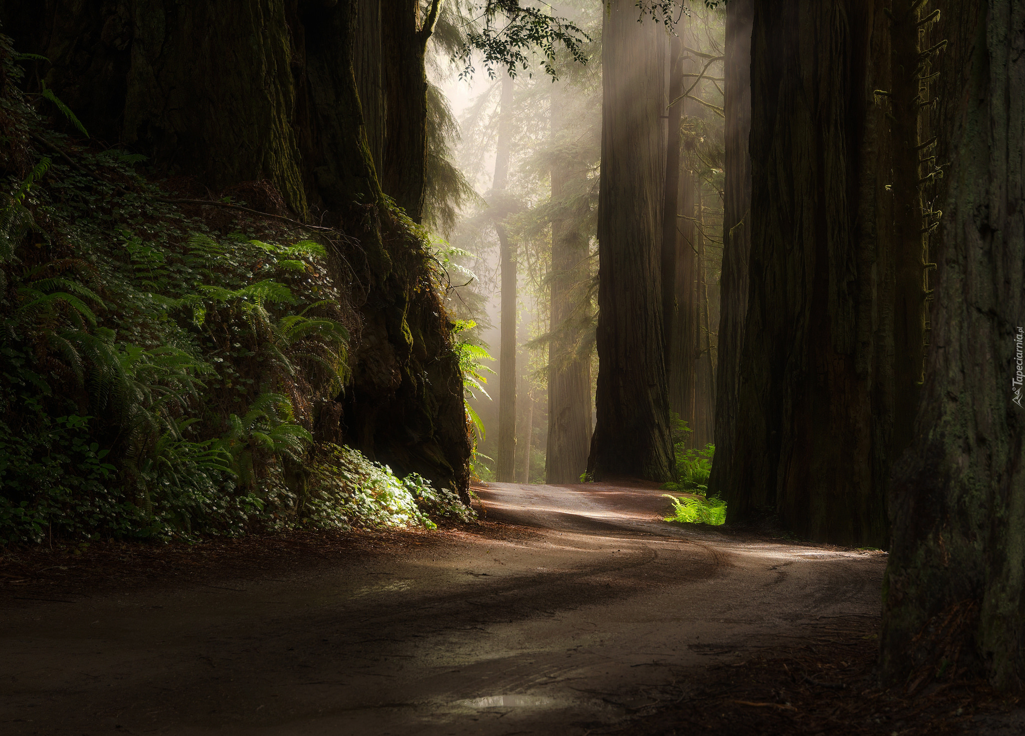 Stany Zjednoczone, Stan Kalifornia, Park Narodowy Redwood, Las, Drzewa, Sekwoje, Droga