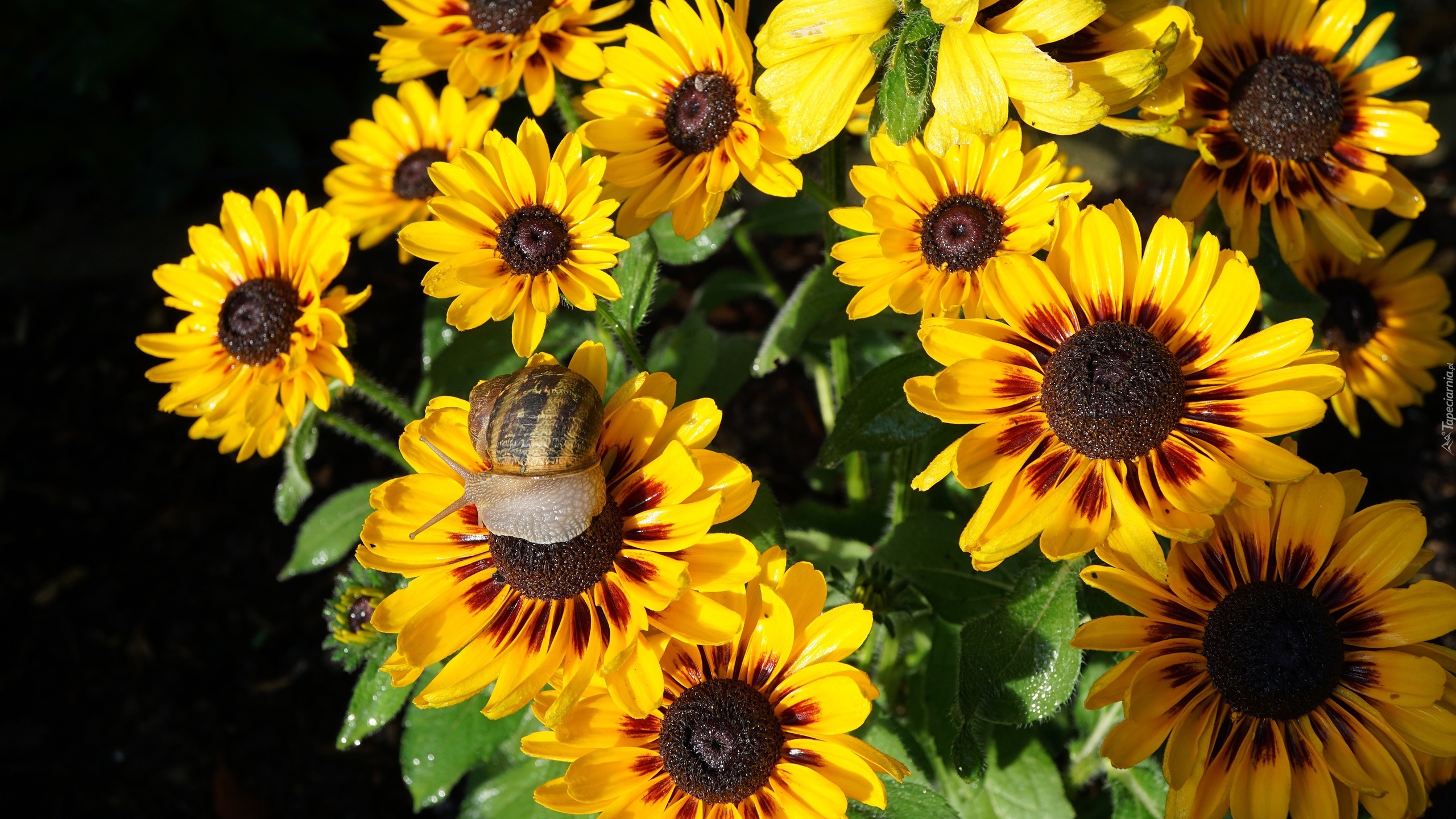 Kwiaty, Gazania, Liście, Ślimak