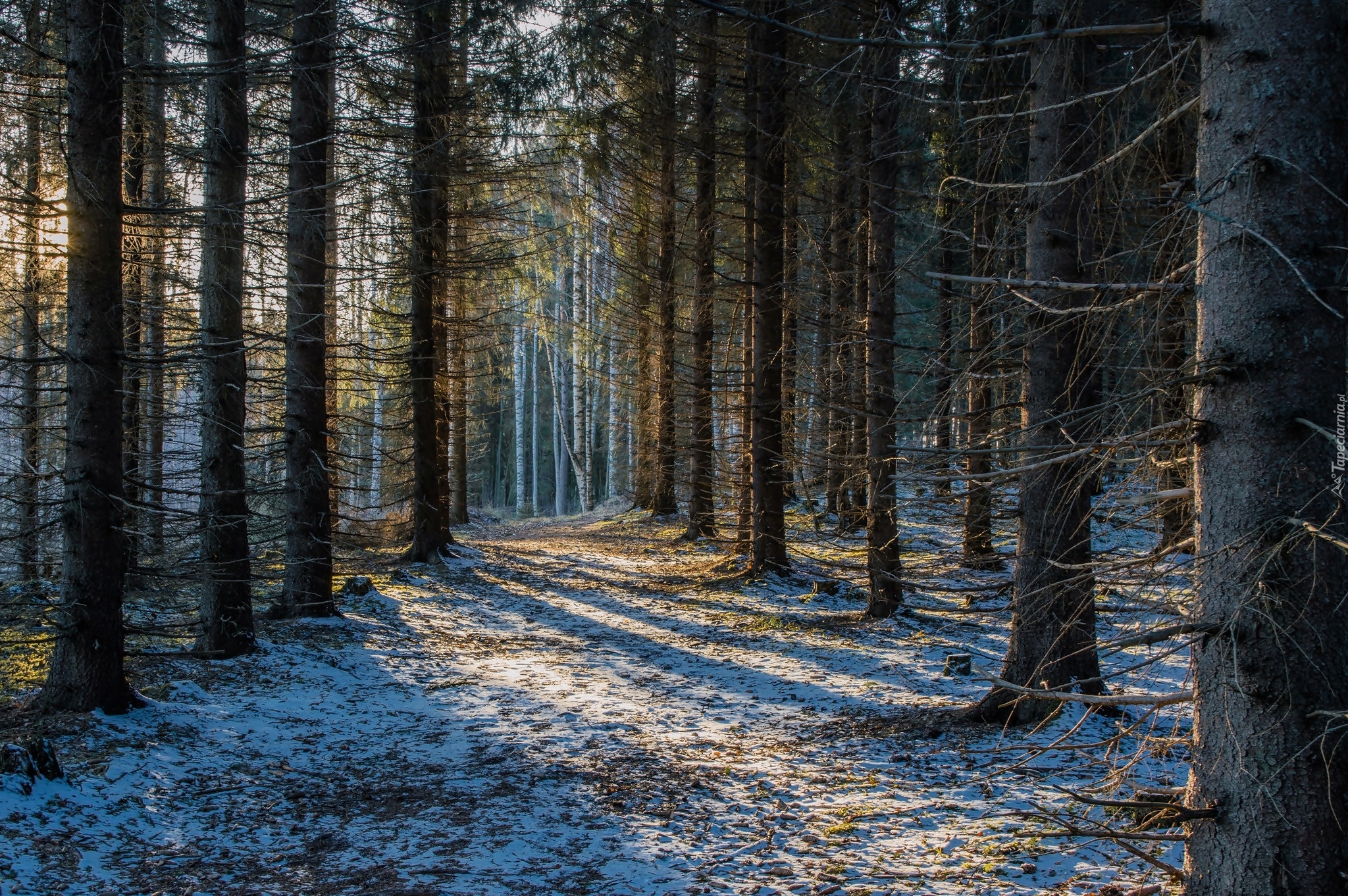 Drzewa, Las, Śnieg, Światło
