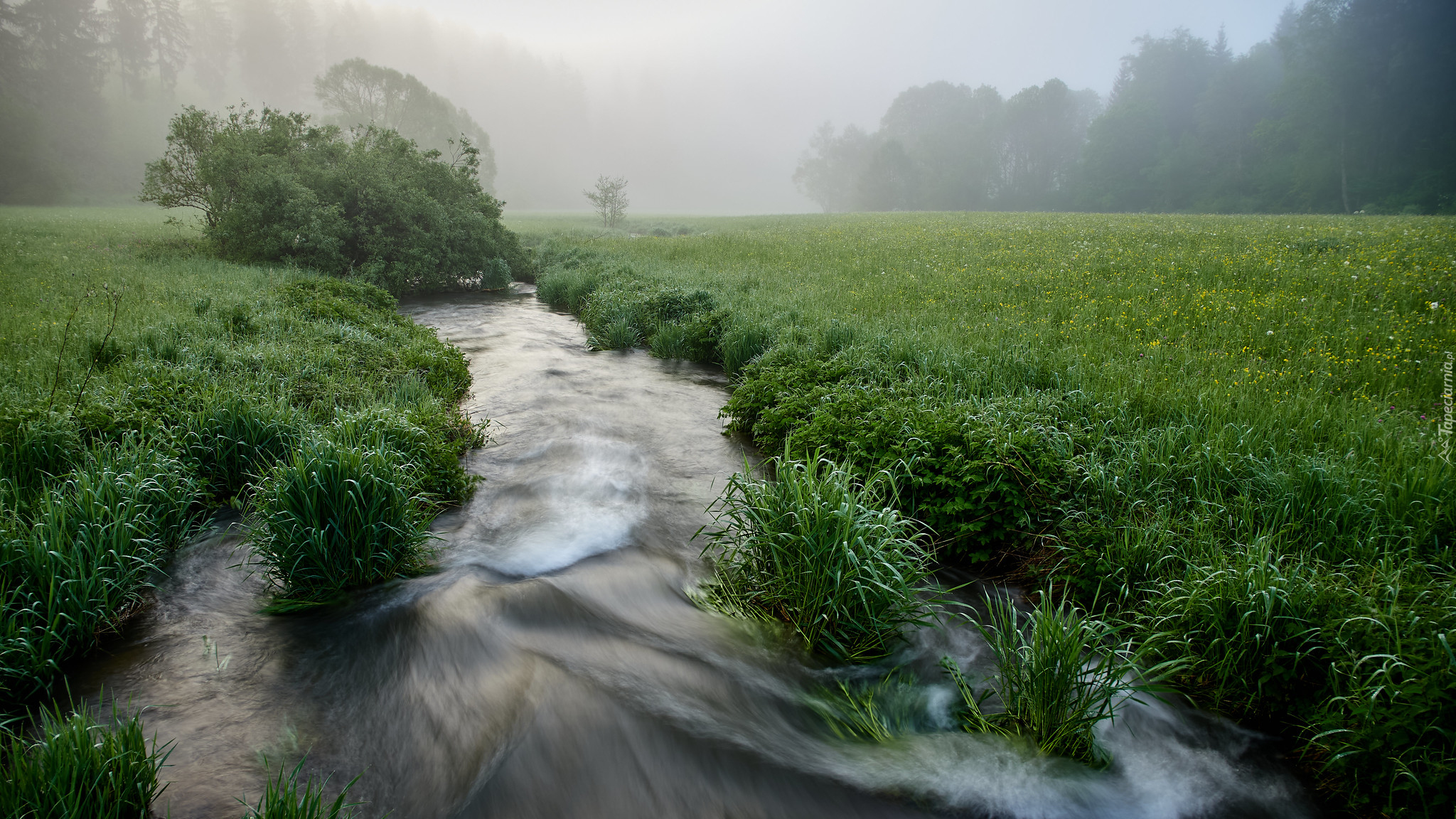 Strumień, Pole, Łąka, Trawa, Mgła