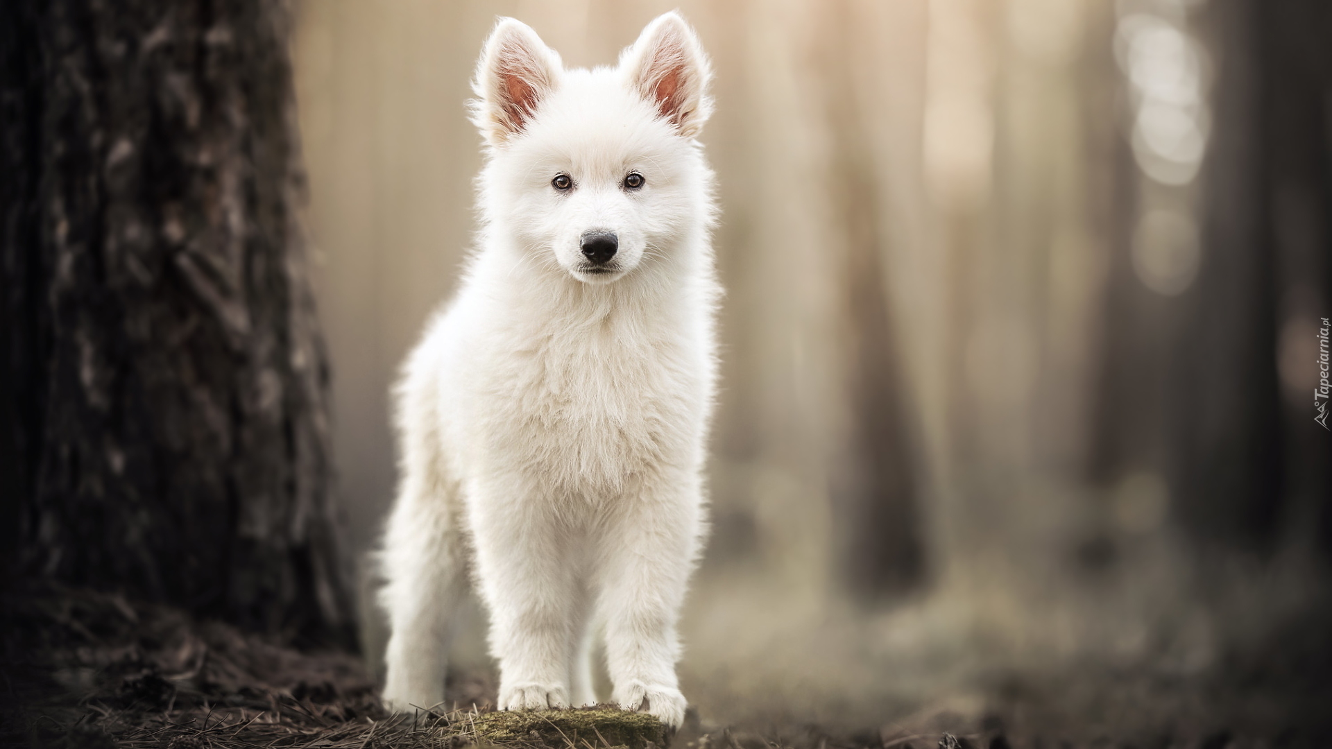Biały owczarek szwajcarski, Szczeniak, Pies, Stojące, Uszy