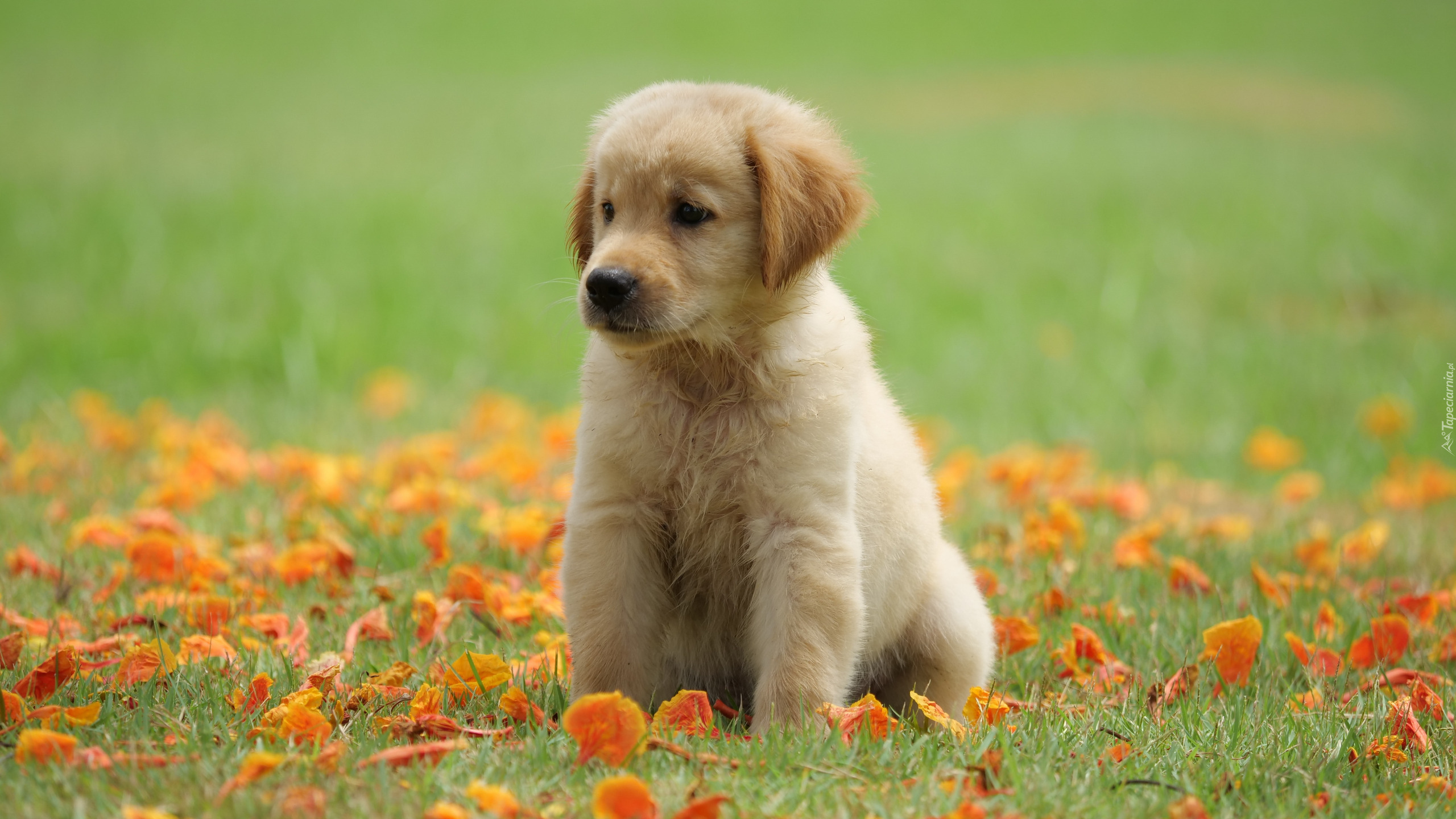 Szczeniak, Golden retriever, Łąka, Liście