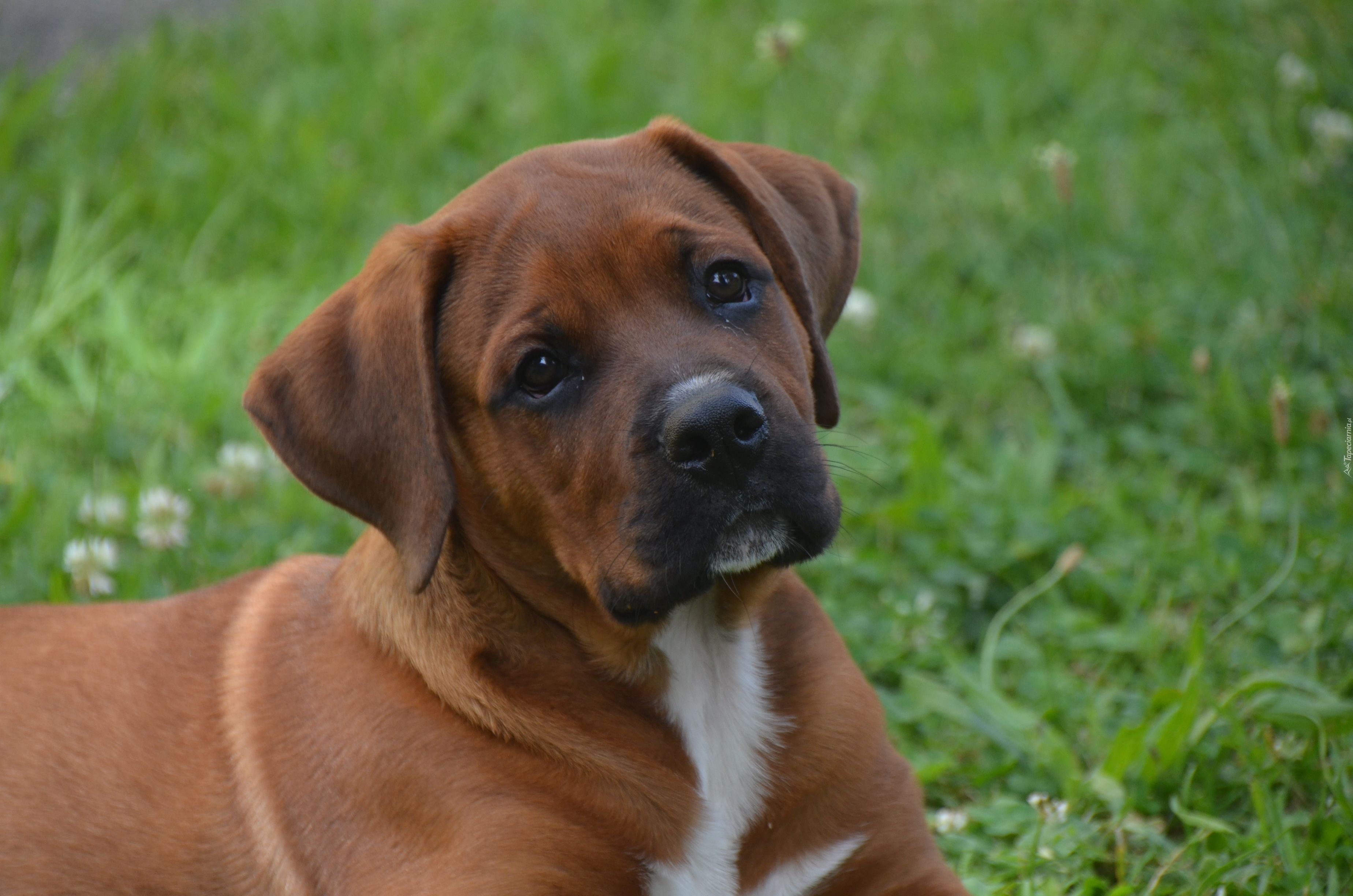 Pies, Szczeniak,  Rhodesian ridgeback