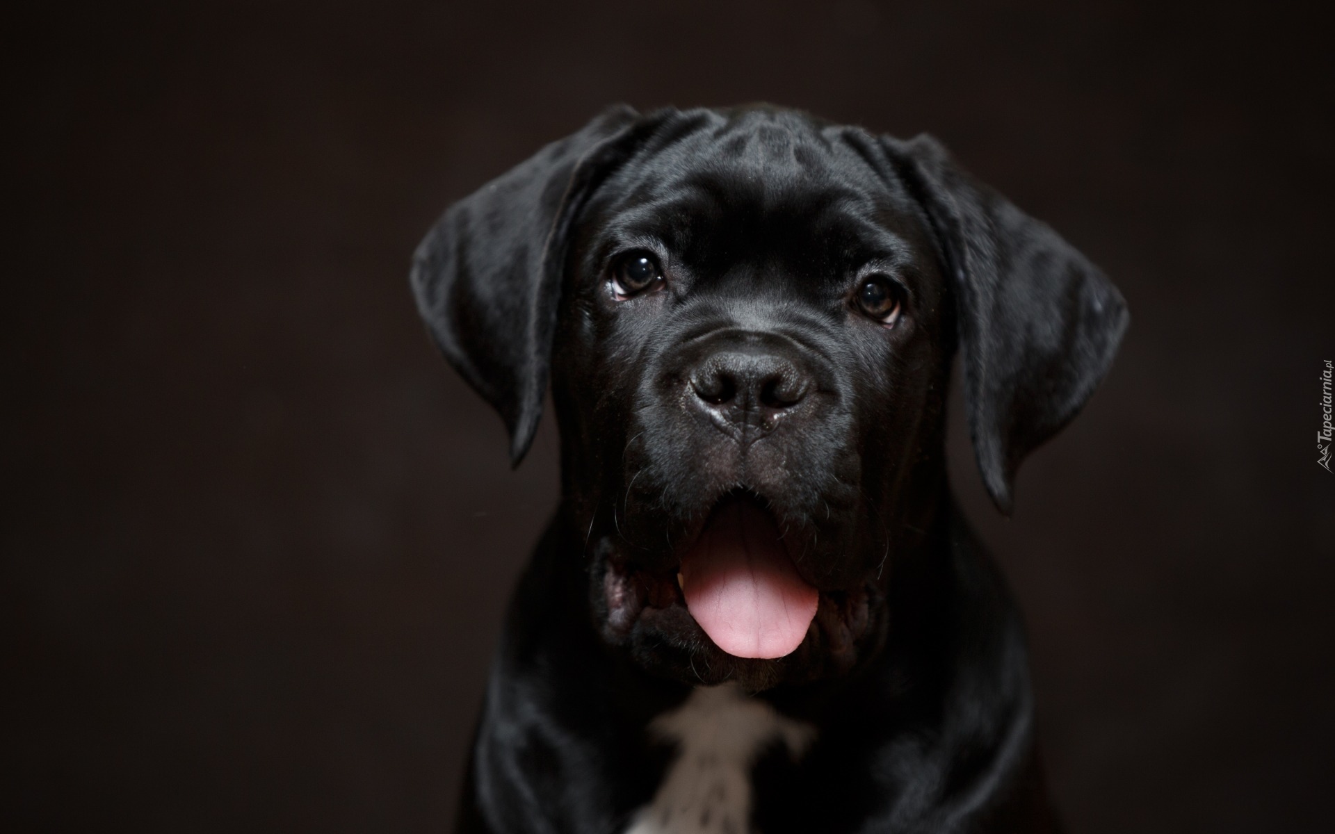 Czarny, Pies, Szczeniak, Cane Corso, Język