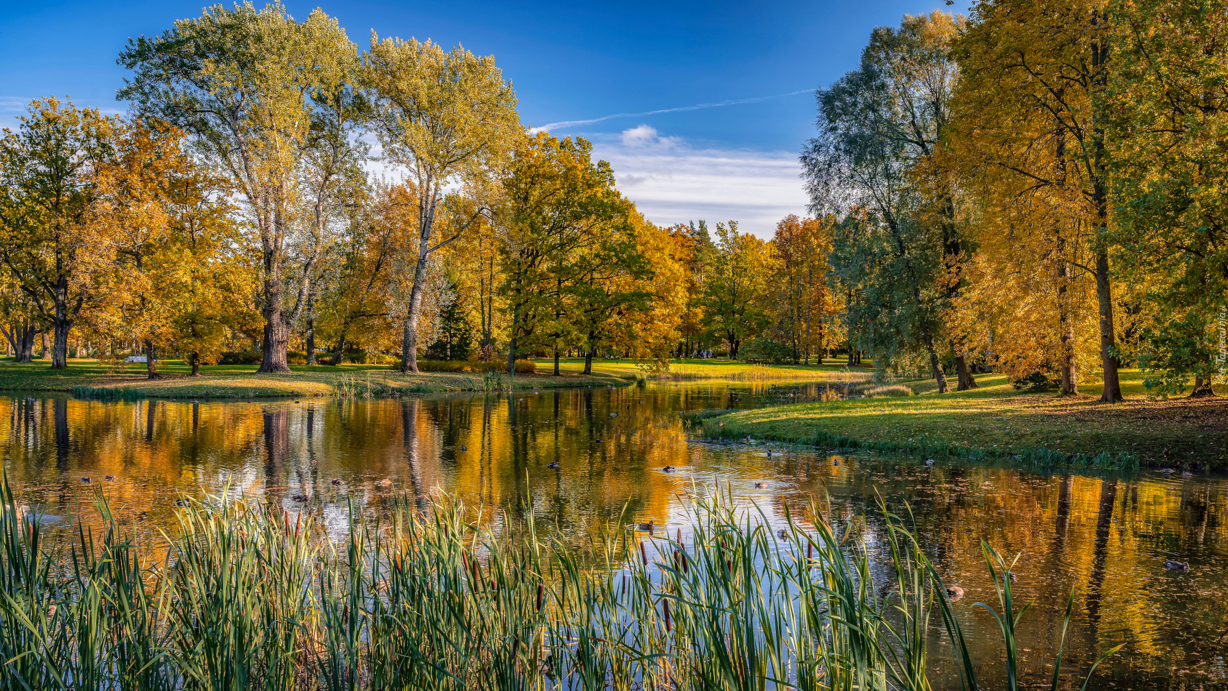 Park, Drzewa, Staw, Szuwary, Jesień