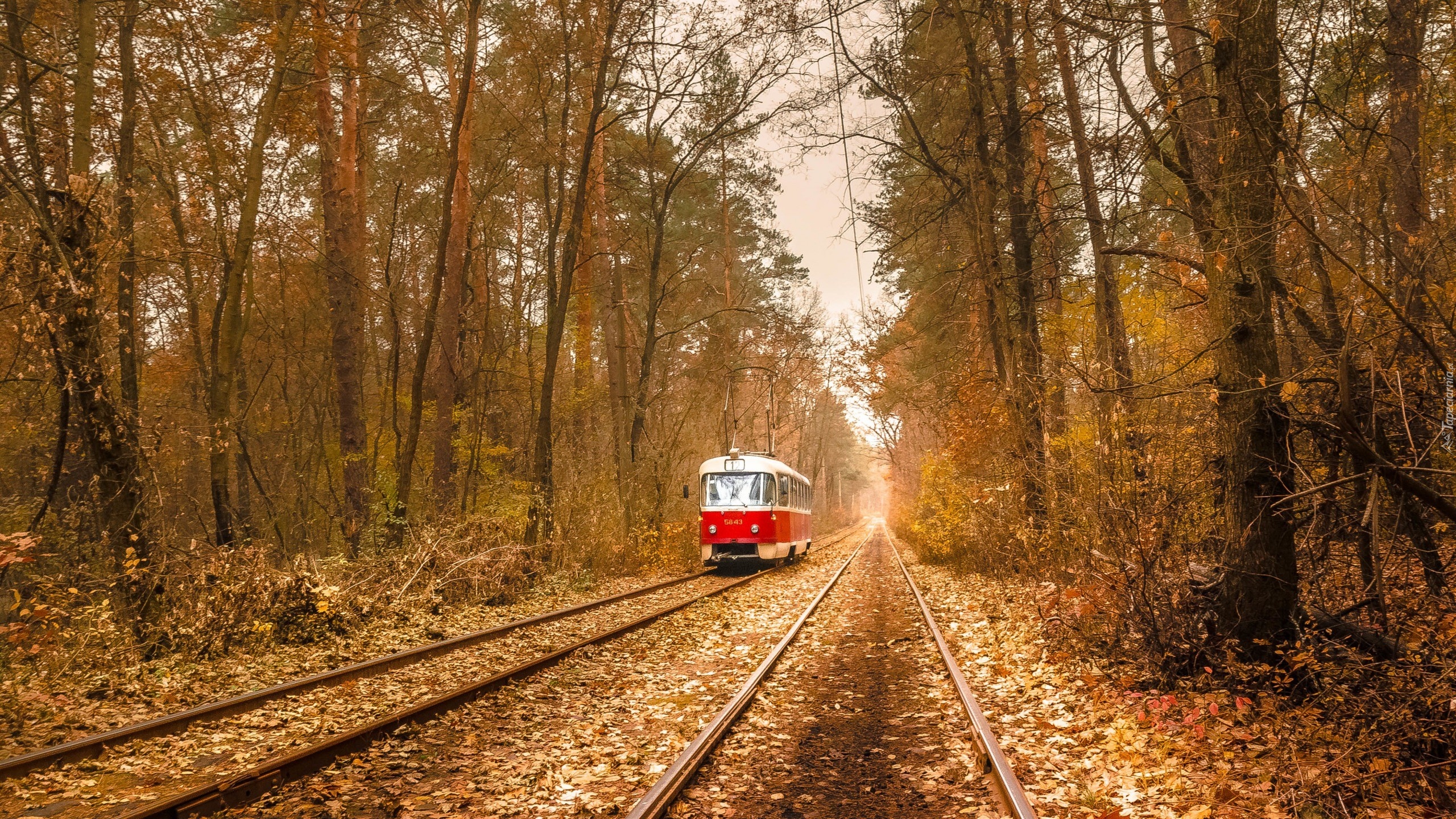 Ukraina, Kijów, Puszcza-Wodycia, Jesień, Drzewa, Las, Tramwaj, Tory