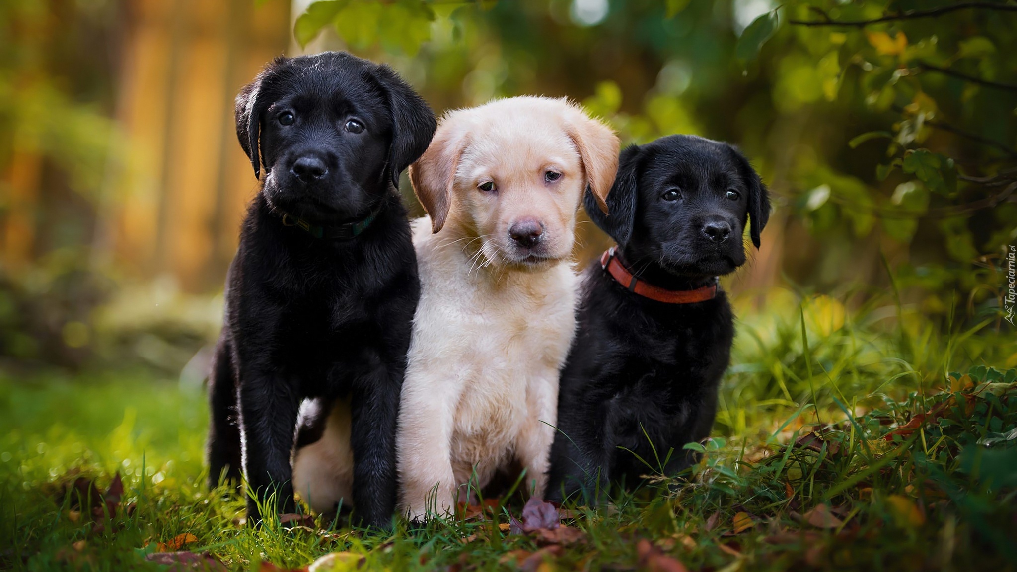 Trzy, Psy, Szczeniaki, Labradory retrievery
