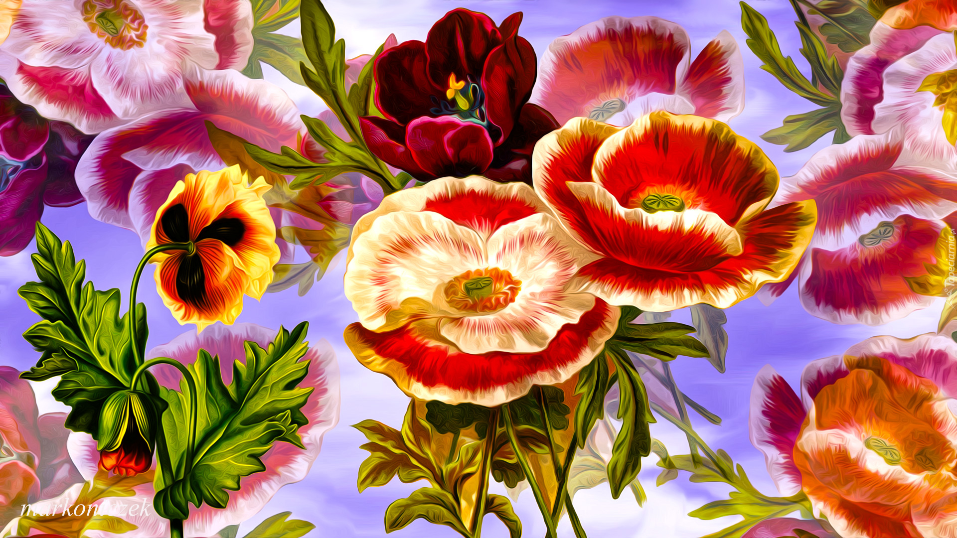 Kwiaty, Tulipan, Maki, Grafika