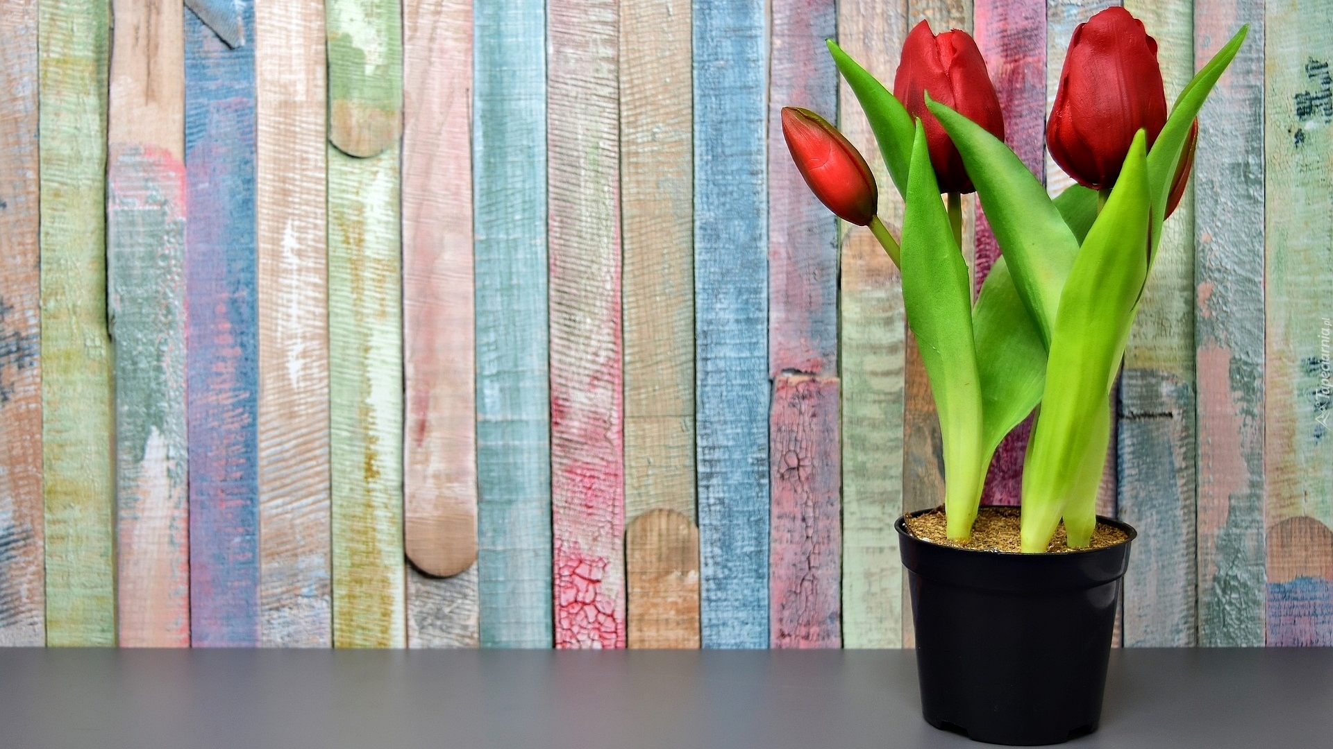 Tulipany, Doniczka, Ściana