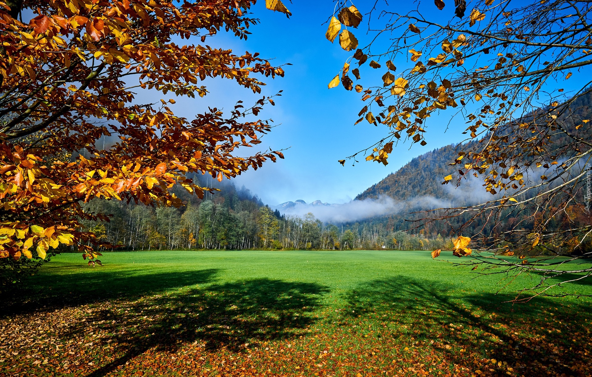 Łąka, Drzewa, Las, Góry, Mgła, Hagertal, Austria