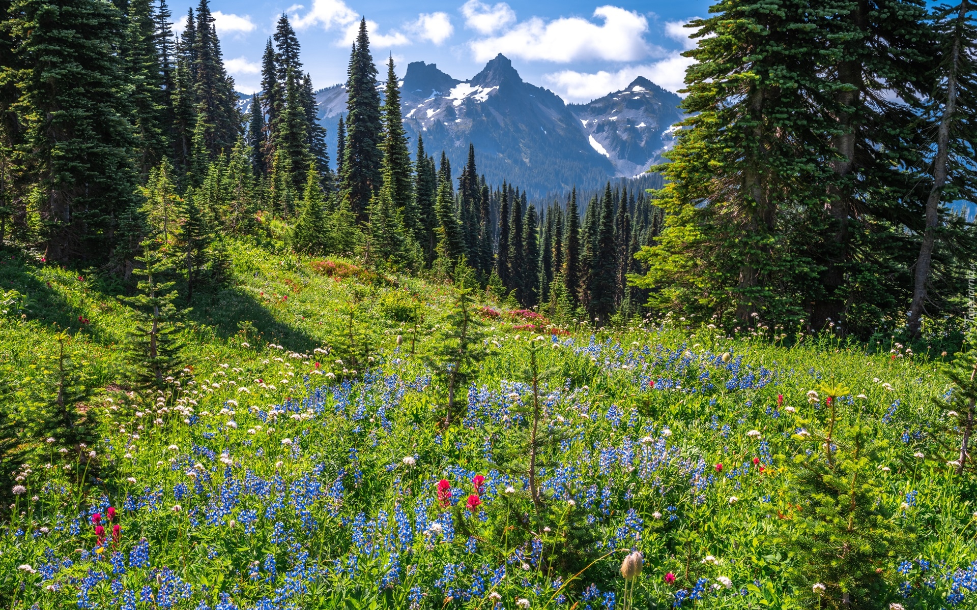 Park Narodowy Mount Rainier, Góry, Drzewa, Łąka, Kwiaty, Chmury, Stan Waszyngton, Stany Zjednoczone