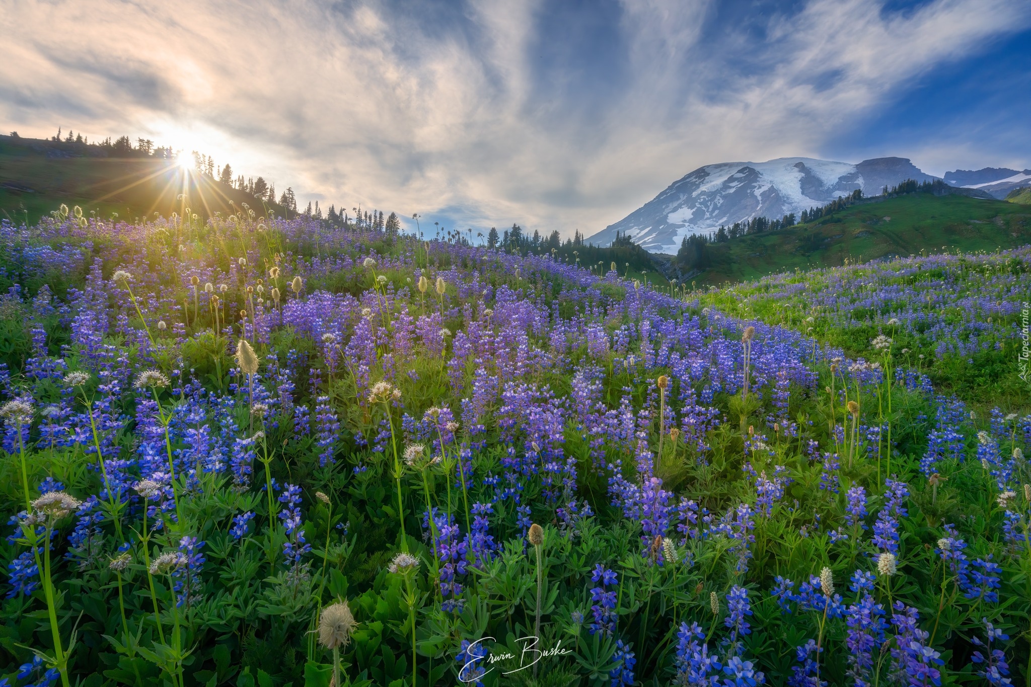 Stany Zjednoczone, Waszyngton, Park Narodowy Mount Rainier, Góra, Mount Rainier, Wzgórza, Polana, Kwiaty, Łubin, Łąka