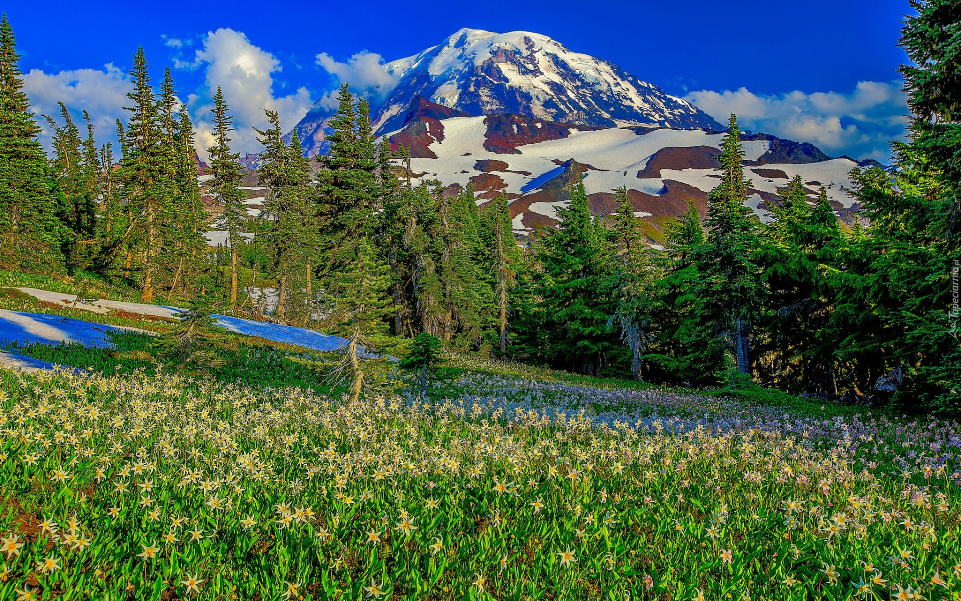 Góry, Łąka, Drzewa, Stratowulkan Mount Rainier, Park Narodowy Mount Rainier, Stan Waszyngton, Stany Zjednoczone