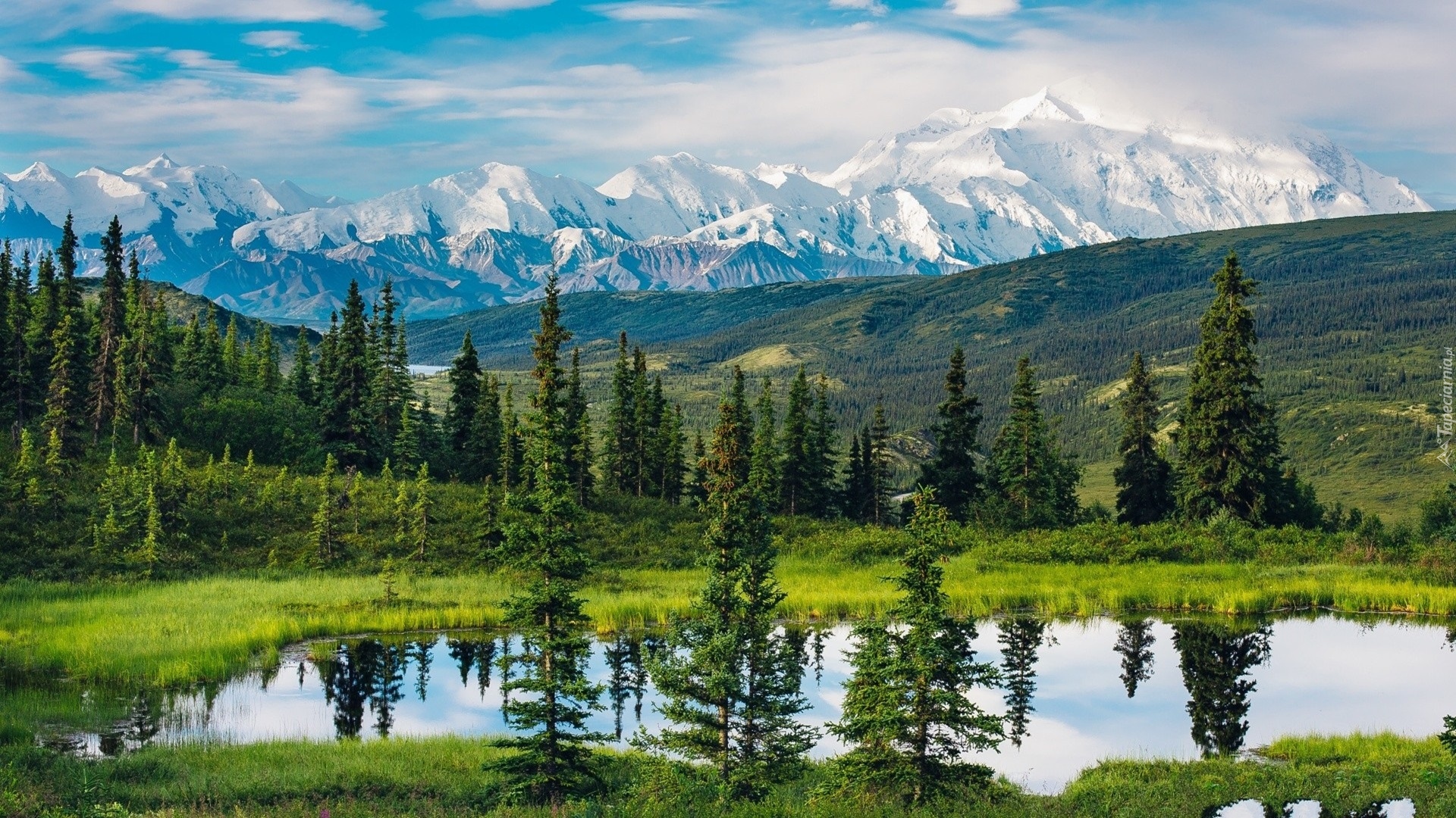 Stany Zjednoczone, Alaska, Góry, Park Narodowy Denali, Drzewa, Jezioro