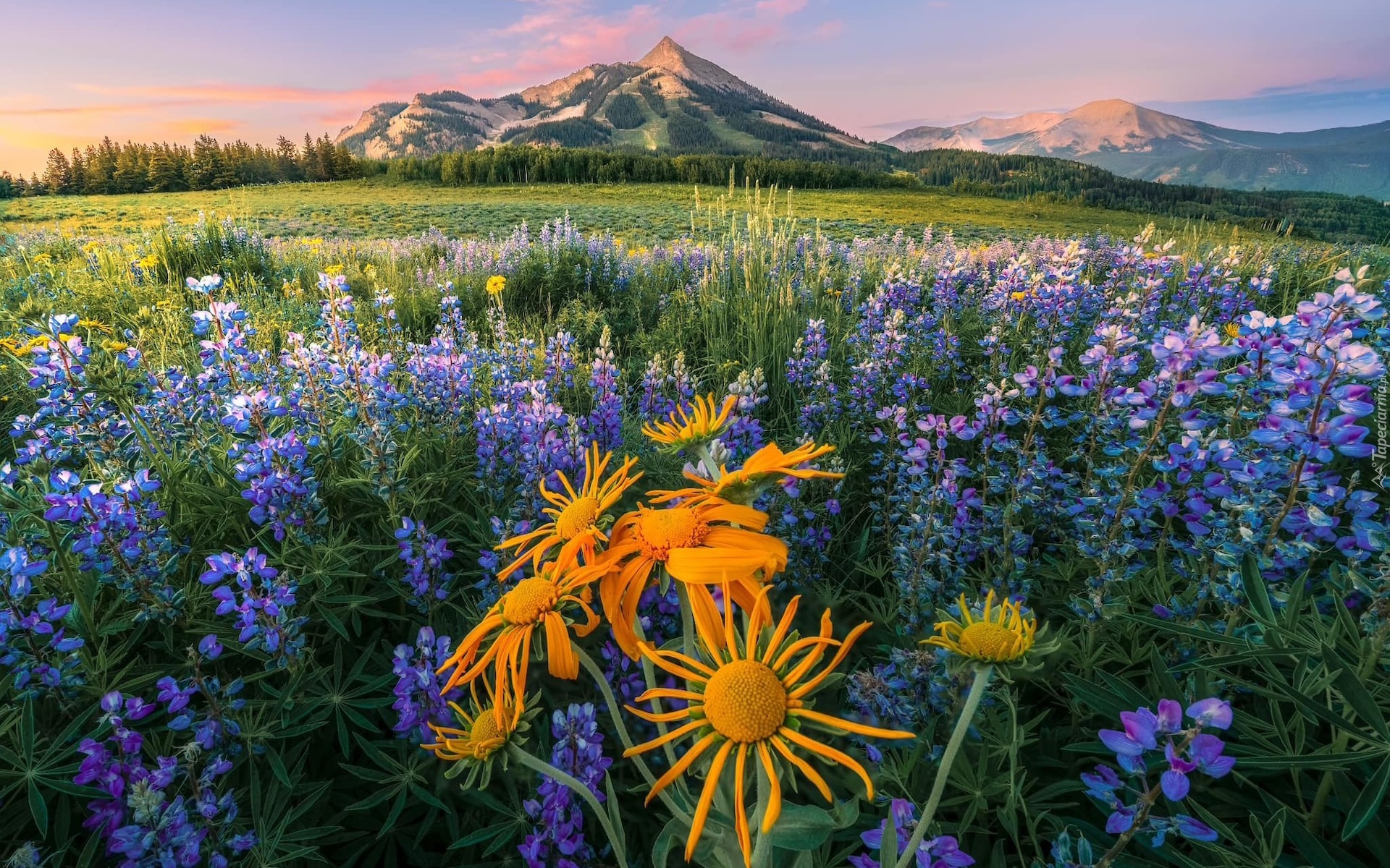 Stany Zjednoczone, Kolorado, Crested Butte, Góry, Łąka, Kwiaty, Łubin