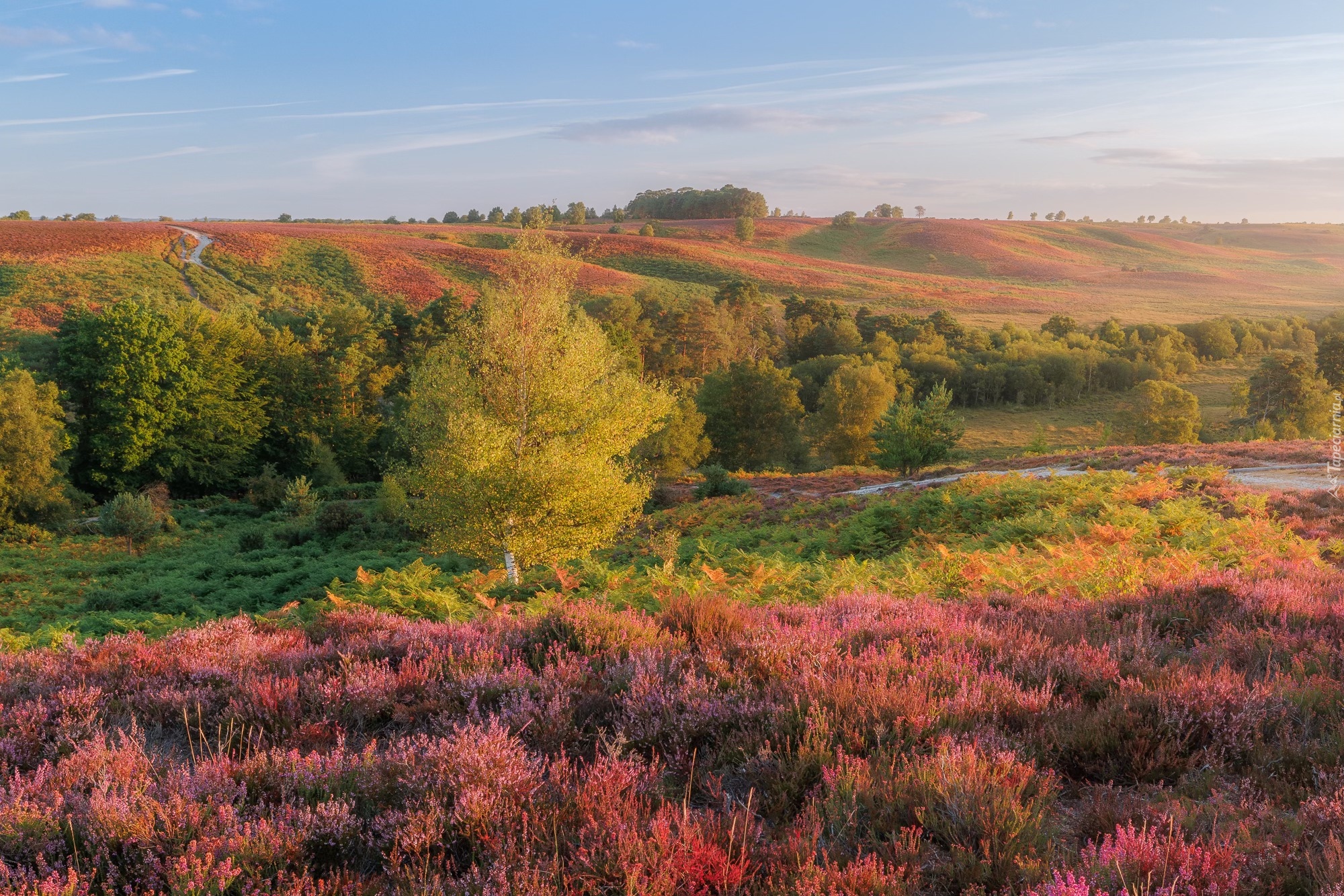 Wzgórza, Wrzosy, Wrzosowisko, Drzewa, Mgła, Poranek, Park Narodowy New Forest, Anglia