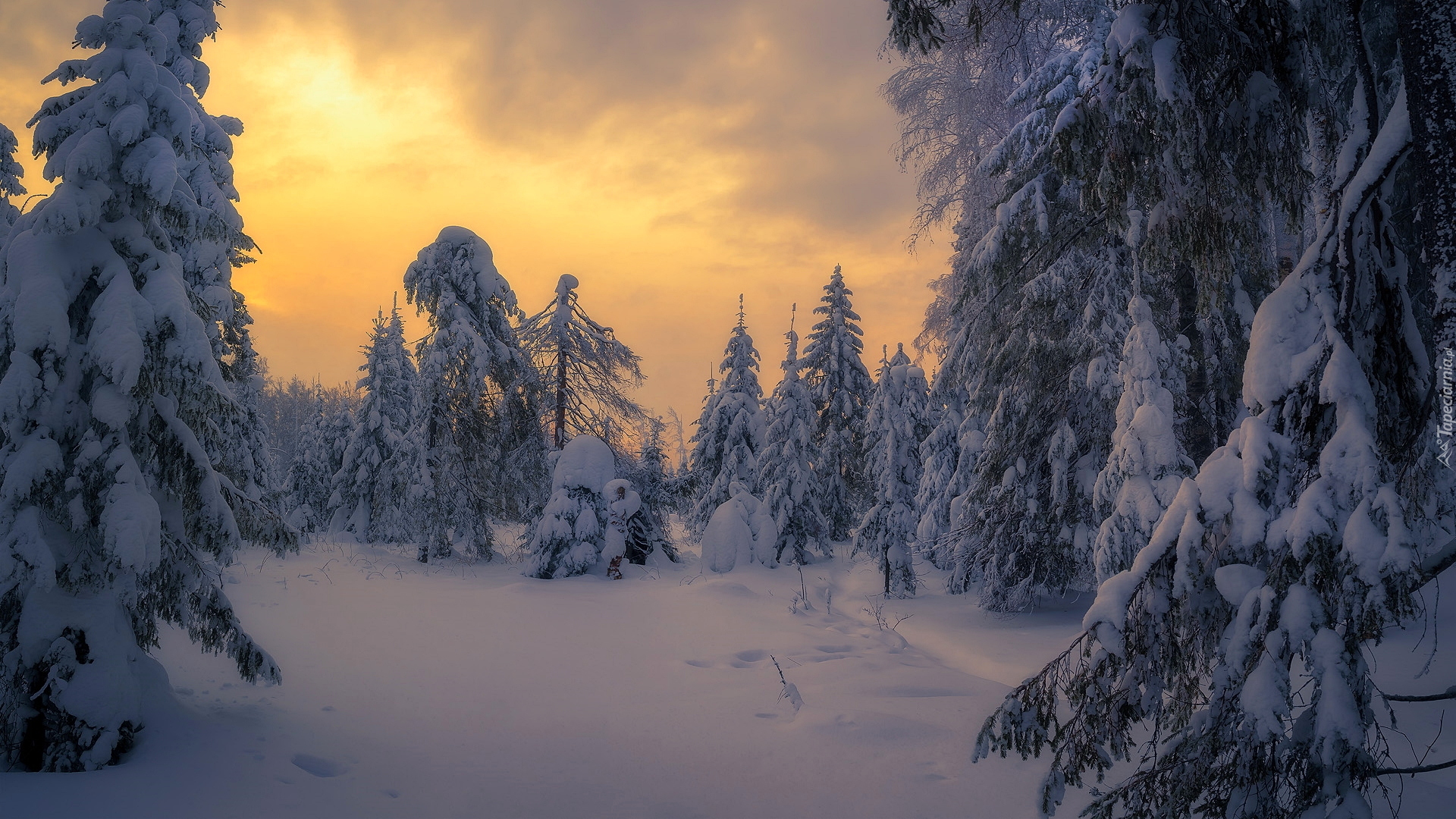 Las, Drzewa, Śnieg, Wschód słońca