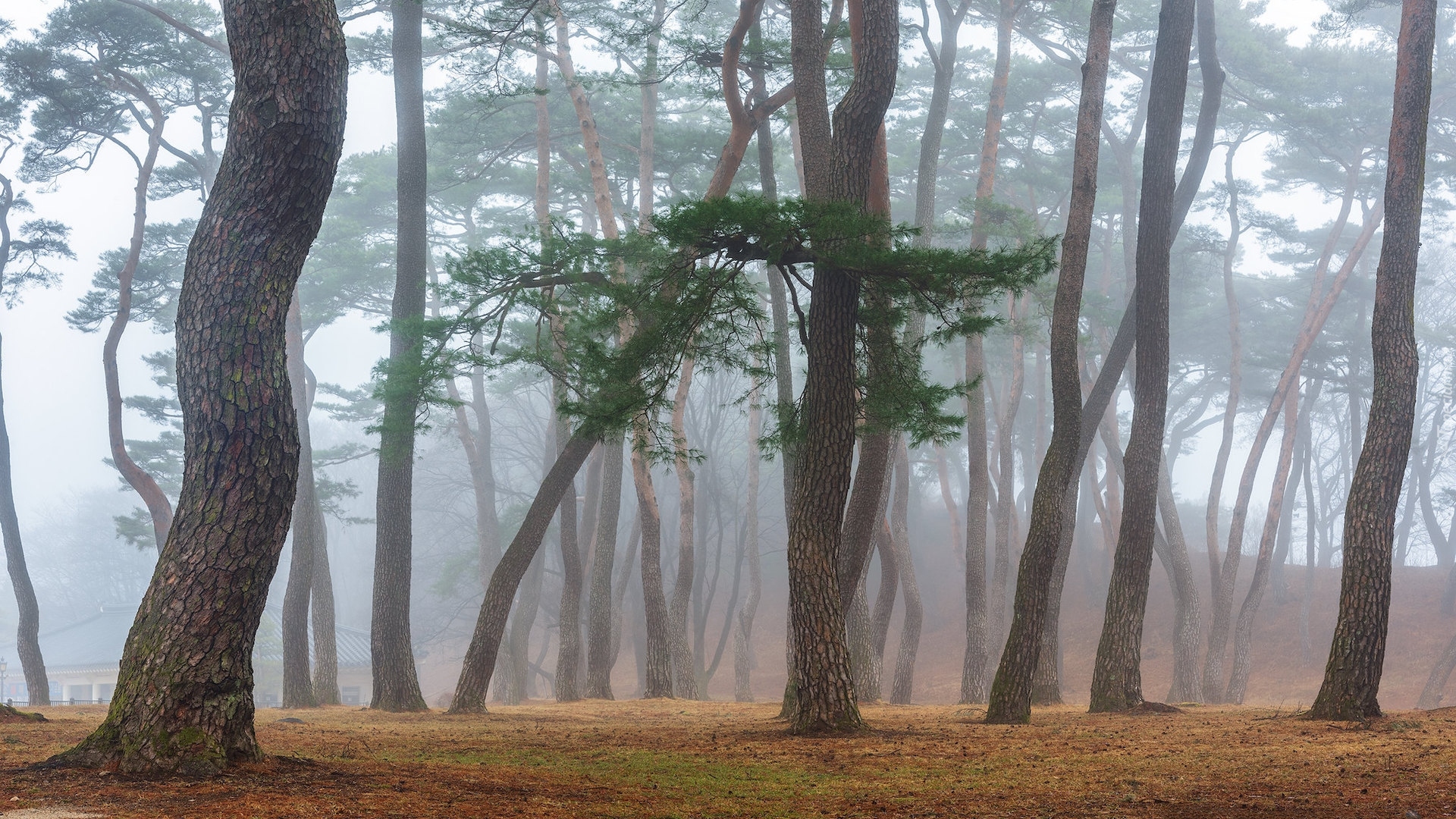 Las, Drzewa, Pnie, Mgła