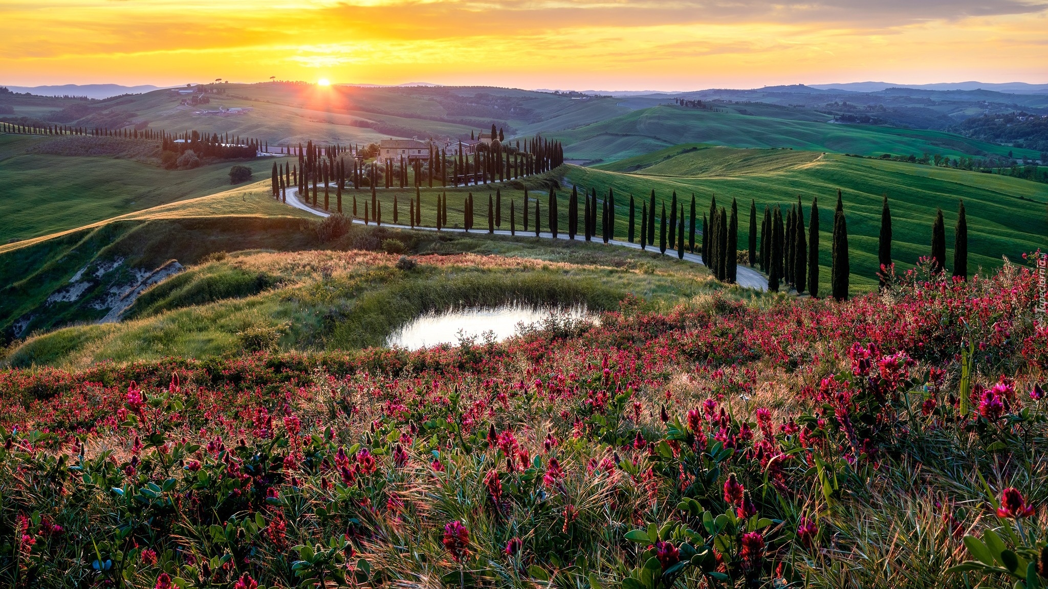 Włochy, Toskania, Wzgórza, Zachód słońca, Droga, Drzewa, Staw, Kwiatx