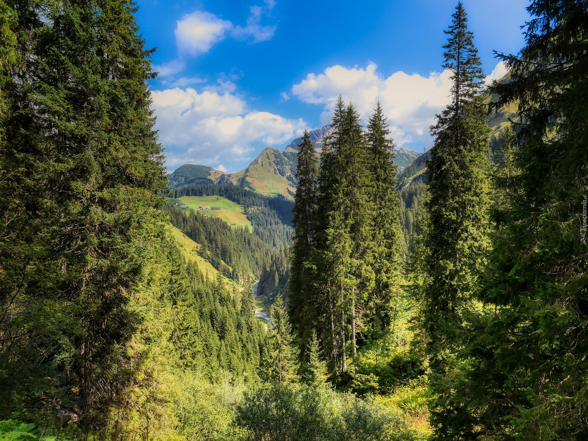 Drzewa, Las, Dolina, Góry, Alpy, Tyrol, Austria