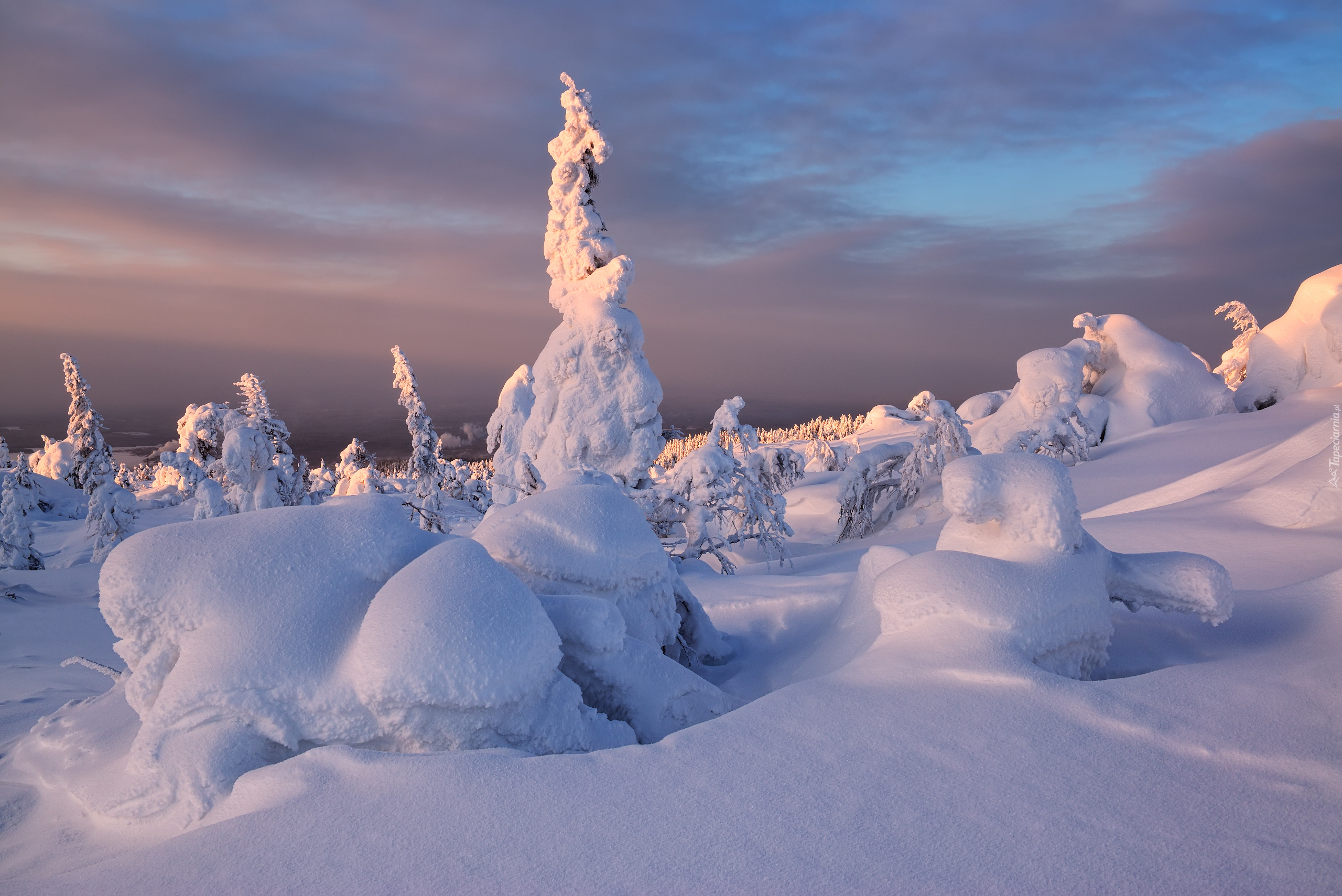 Zima, Śnieg, Ośnieżone, Drzewa, Krzewy, Kandałaksza, Obwód murmański, Rosja