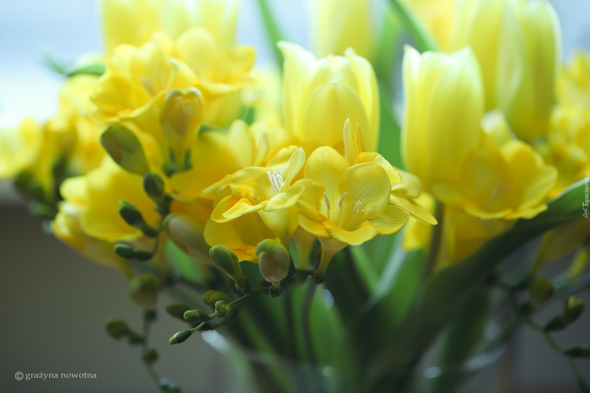 Żółte, Kwiaty, Frezje, Zbliżenie