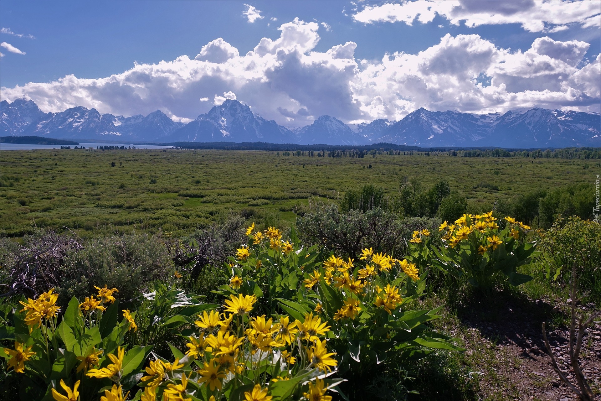 Park Narodowy Grand Teton, Żółte, Kwiaty, Polana, Chmury, Góry, Teton Range, Stan Wyoming, Stany Zjednoczone