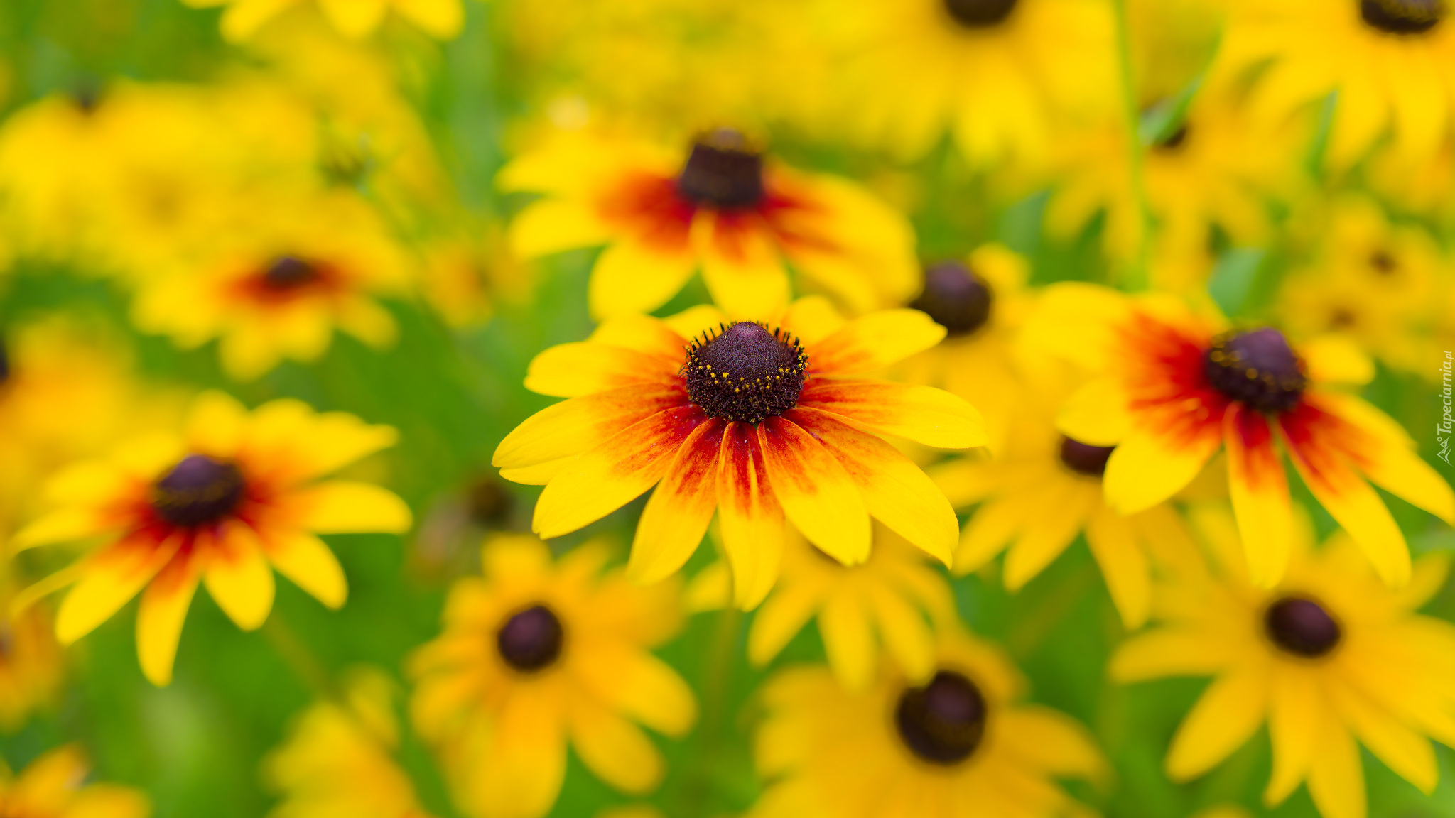 Żółte, Kwiaty, Rudbekia owłosiona