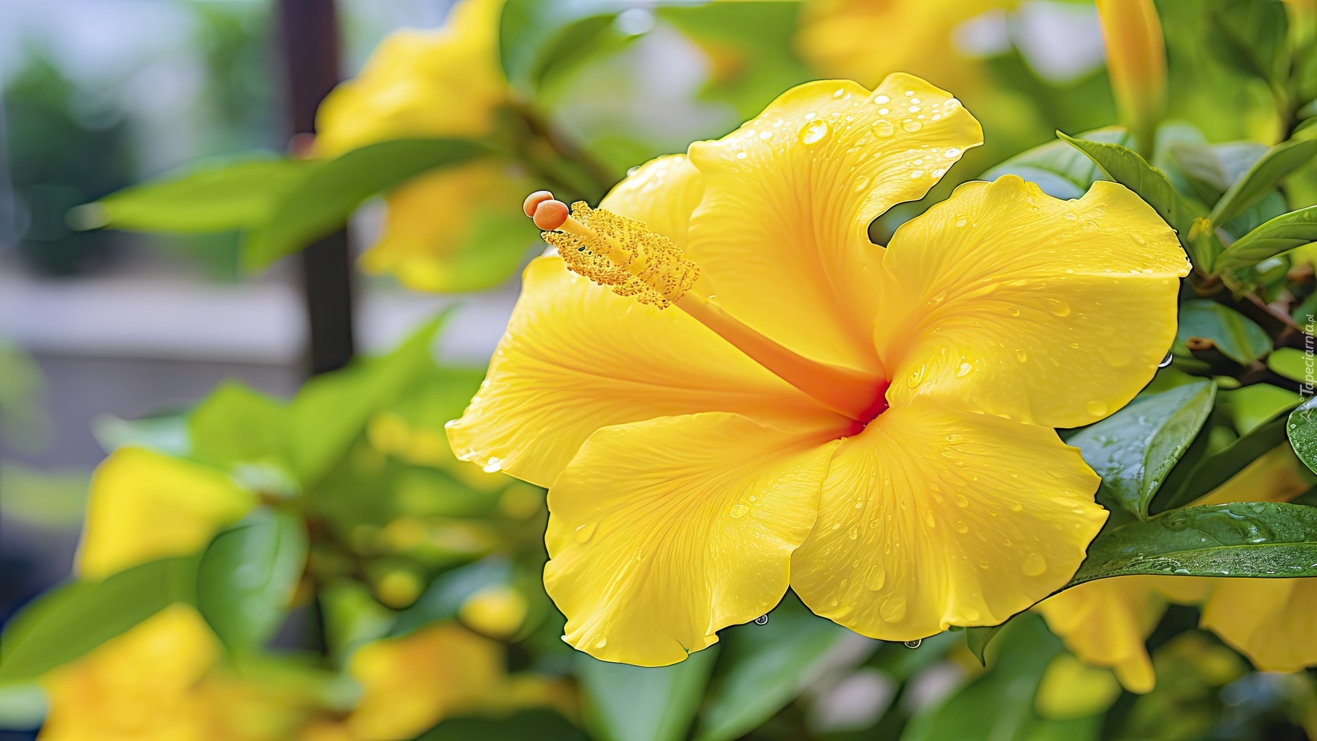 Żółty, Hibiskus, Zbliżenie