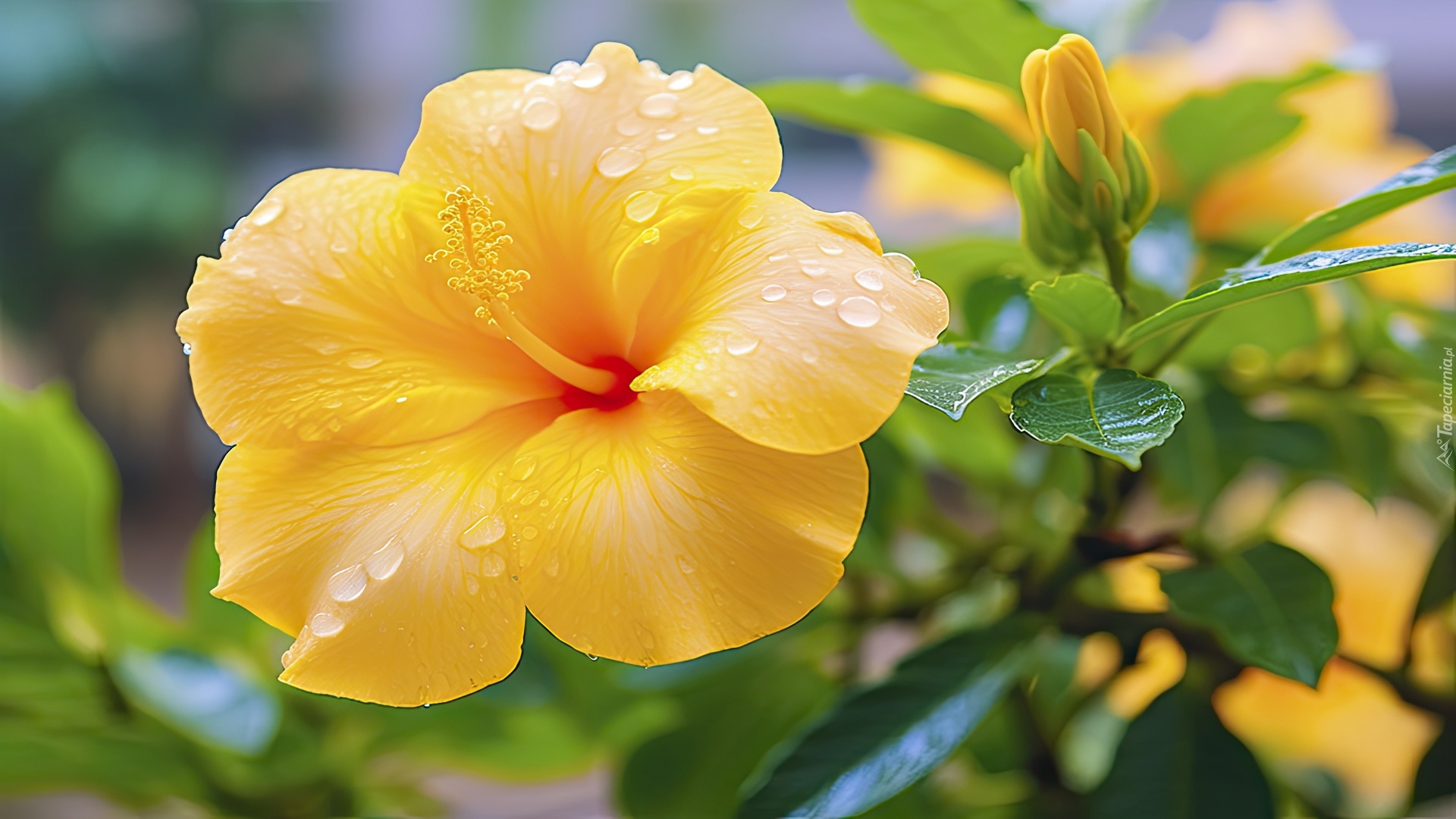 Żółty, Hibiskus, Pąk, Krople