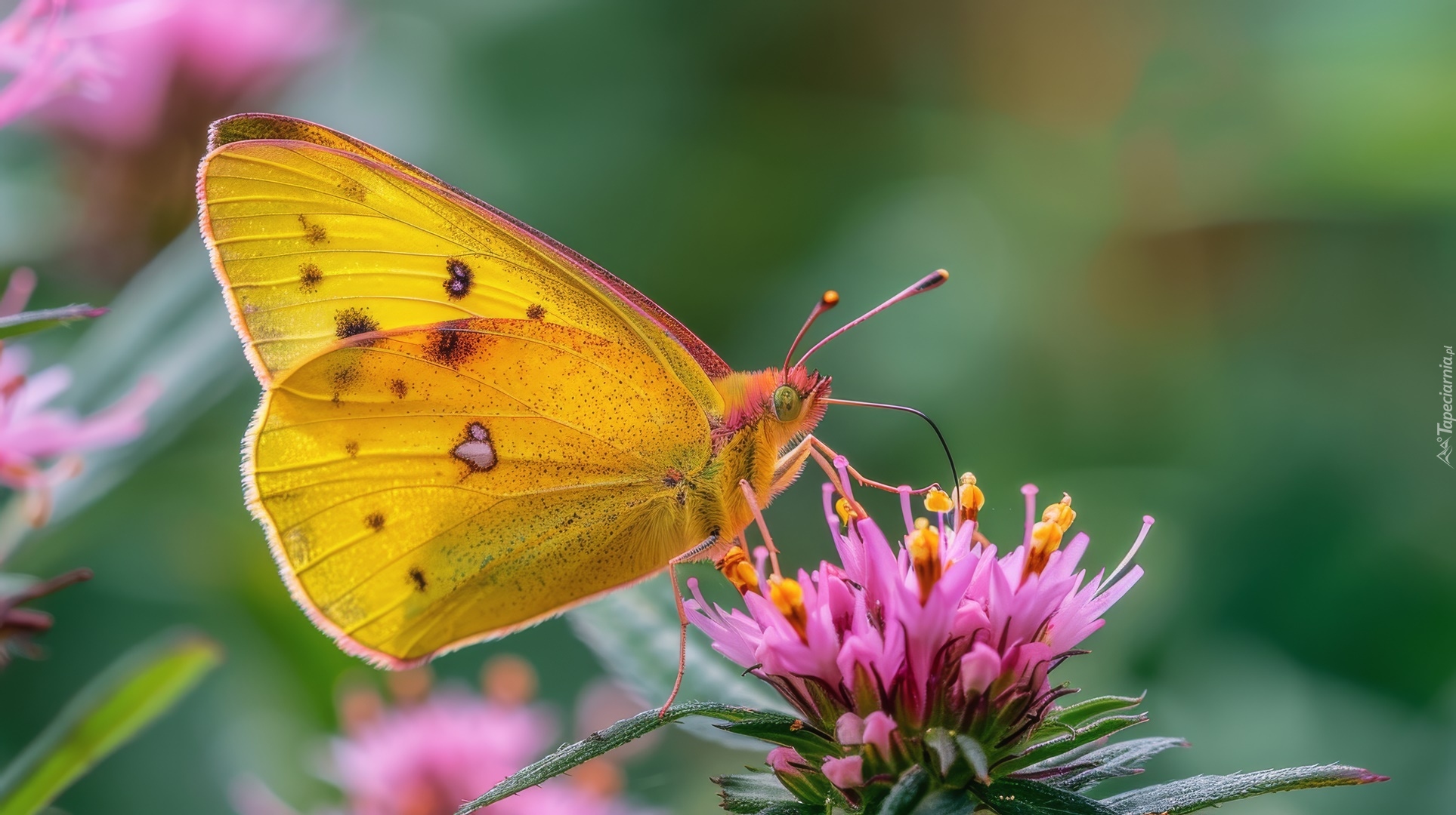 Motyl, Żółty, Różowy, Kwiat, Grafika