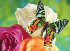 Kolorowy, Motyl, Kwiaty