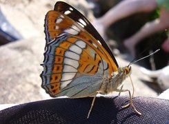 Motyl, Pokłonnik Osinowiec