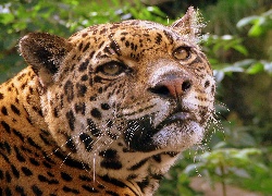 Jaguar, Głowa, Wąsy