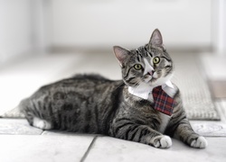 Kot, Krawat